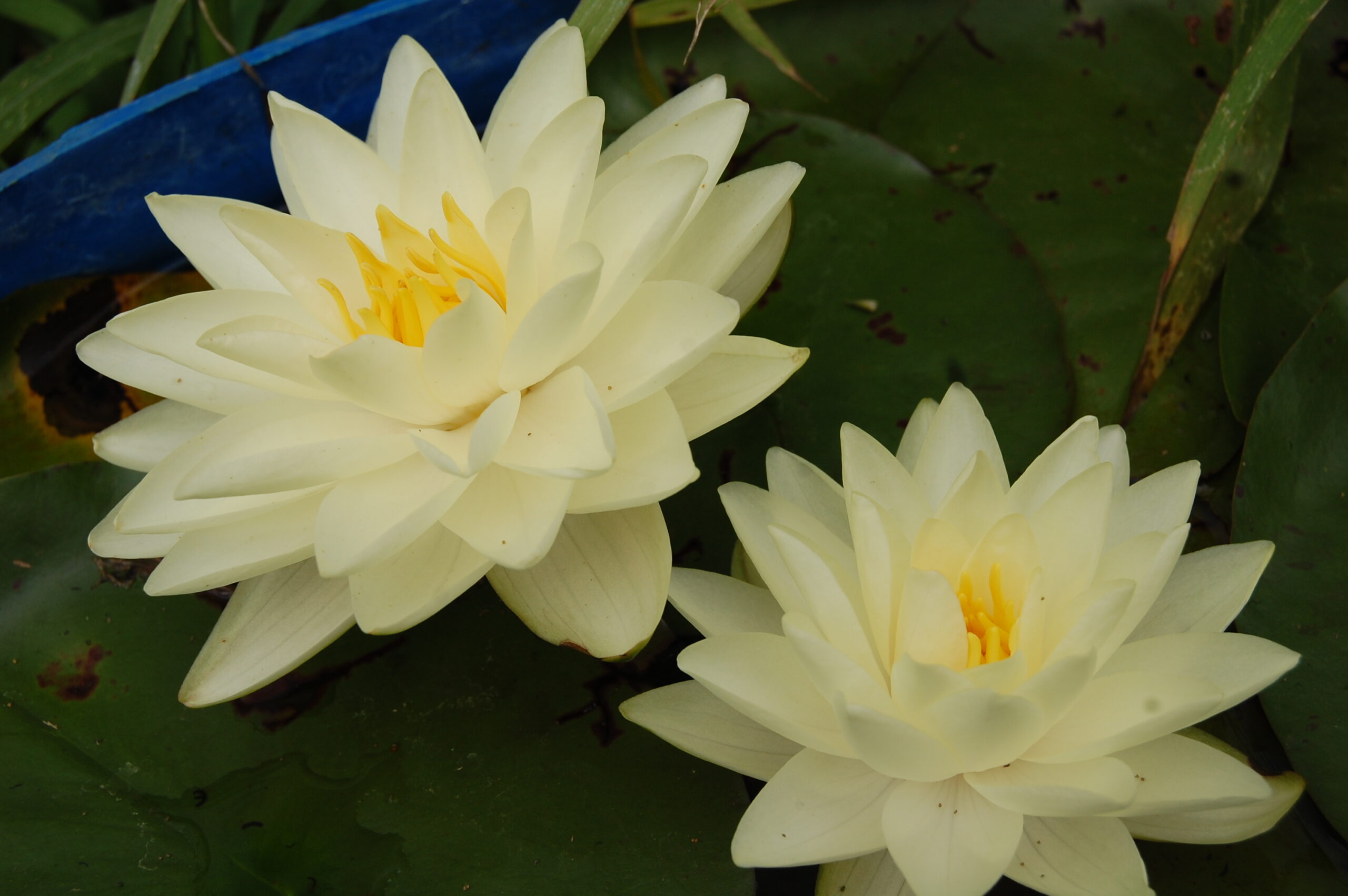 acheter nymphaea Lemon Chiffon for sale buy on line (3)