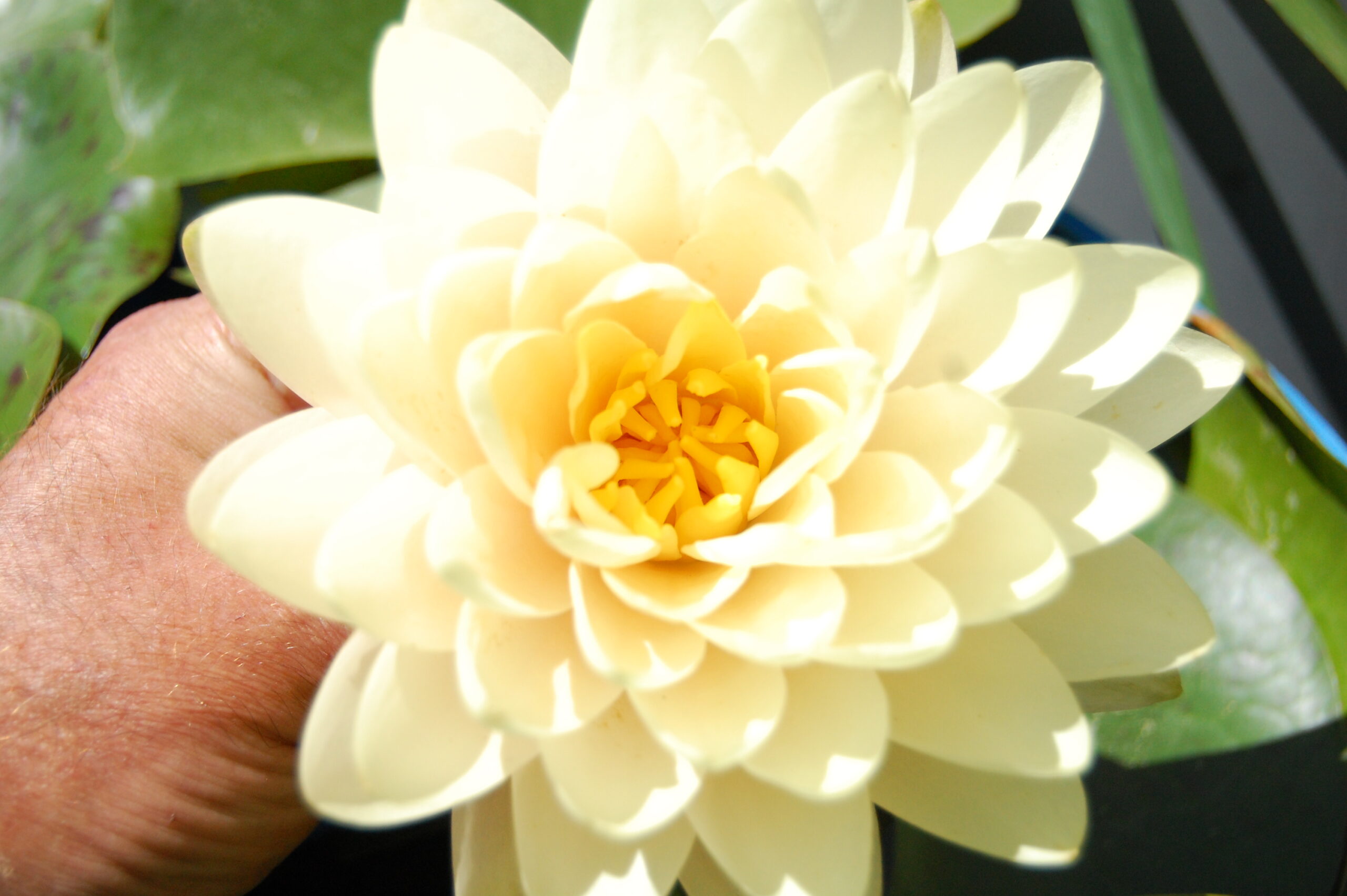 acheter nymphaea Lemon Meringue for sale buy on line (19)