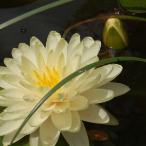 acheter nymphaea Lemon Meringue for sale buy on line (3)