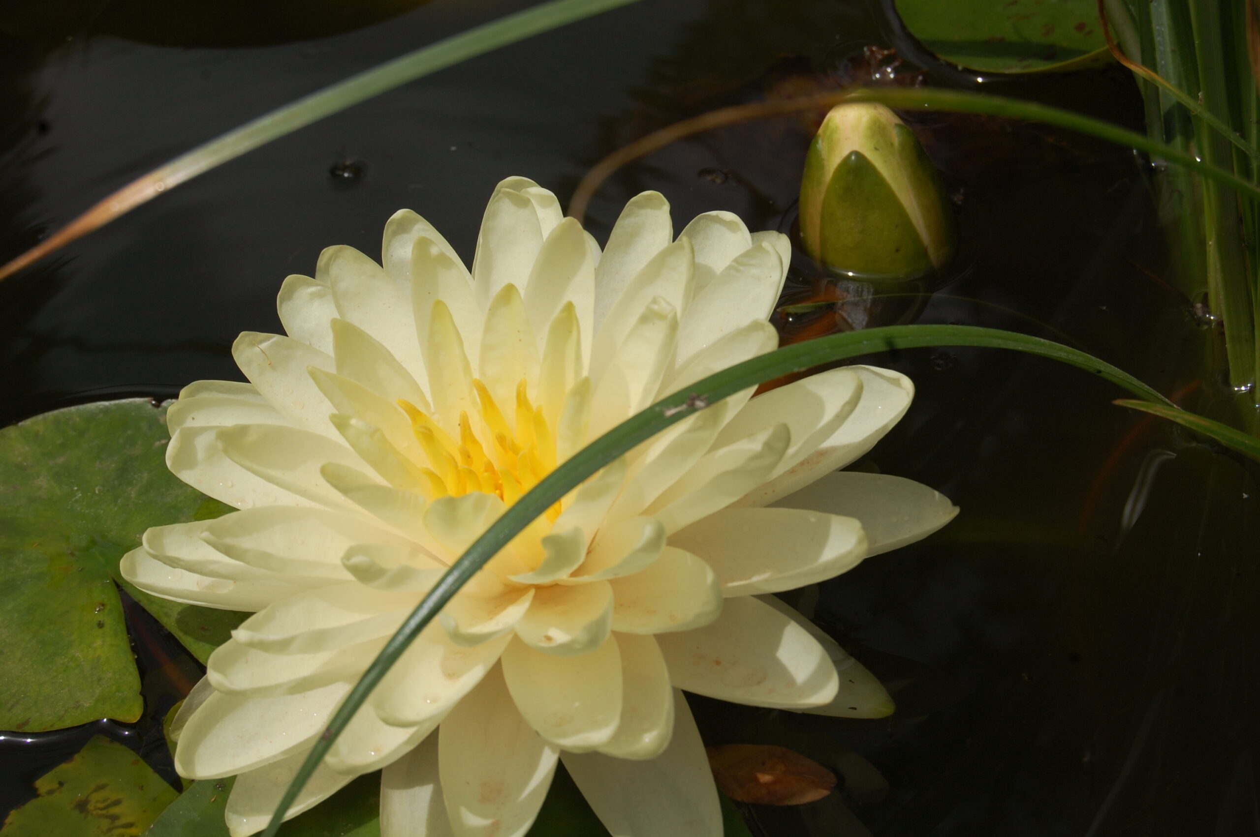acheter nymphaea Lemon Meringue for sale buy on line (3)
