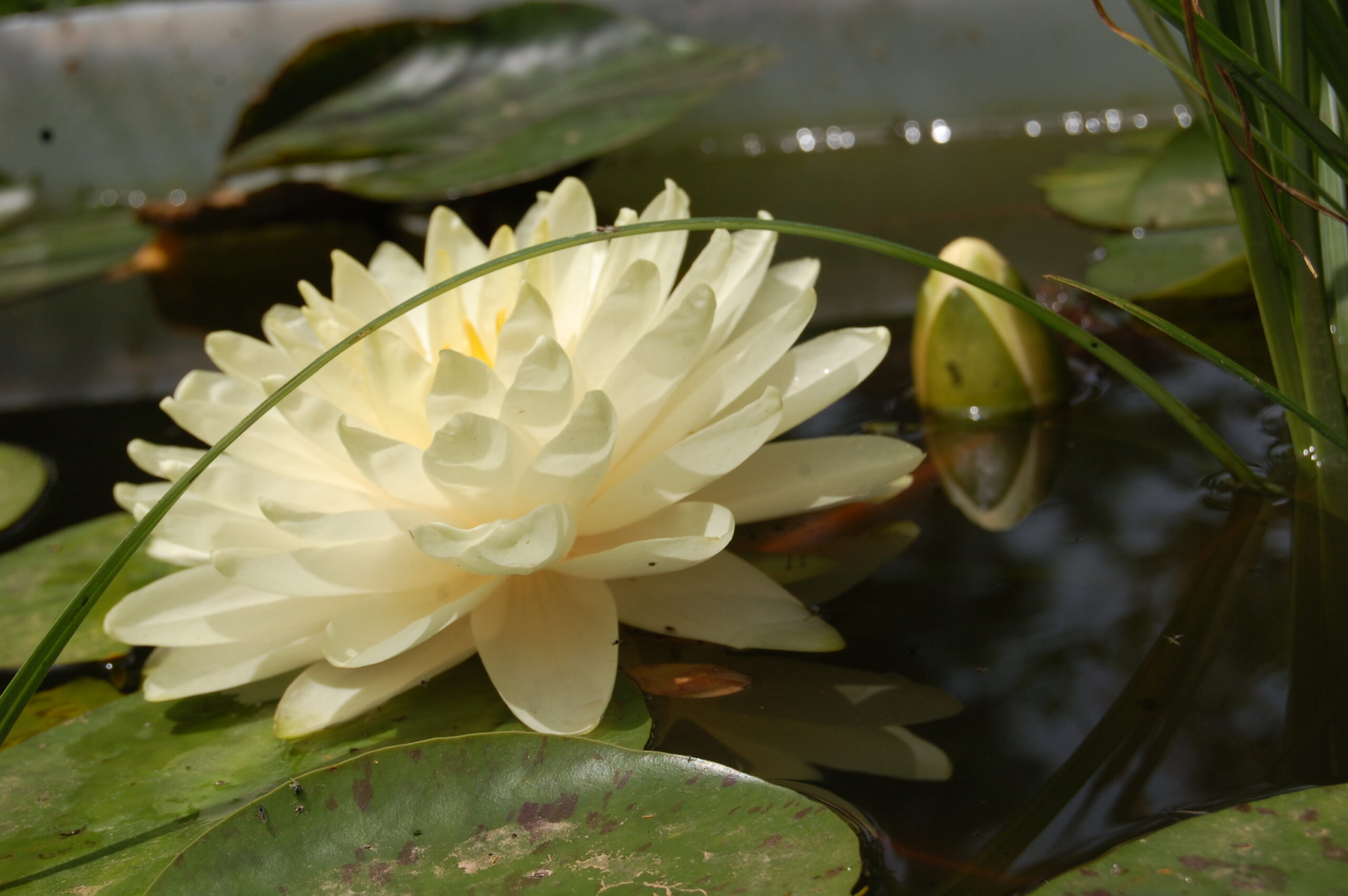 acheter nymphaea Lemon Meringue for sale buy on line (6)