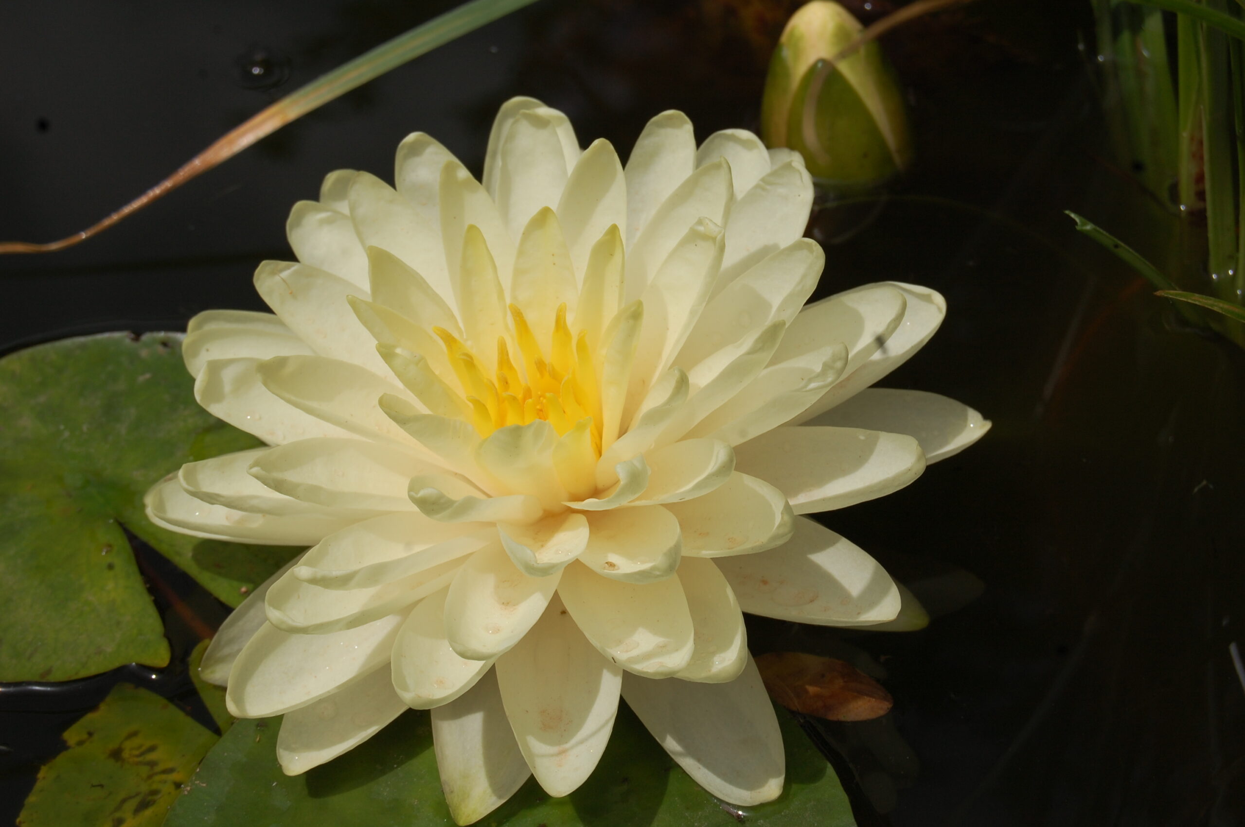 acheter nymphaea Lemon Meringue for sale buy on line (7)