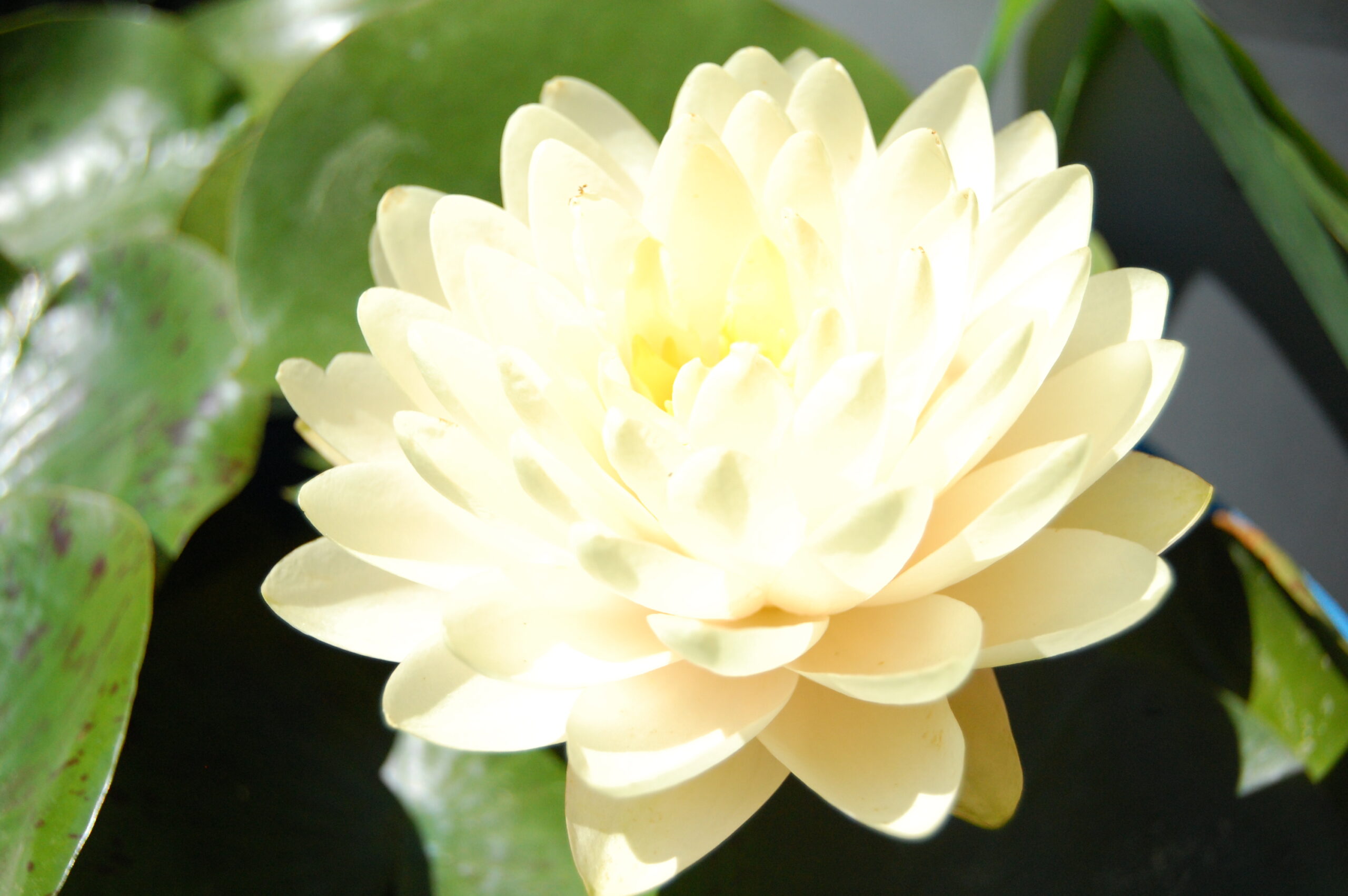 acheter nymphaea Lemon Meringue for sale buy on line (9)