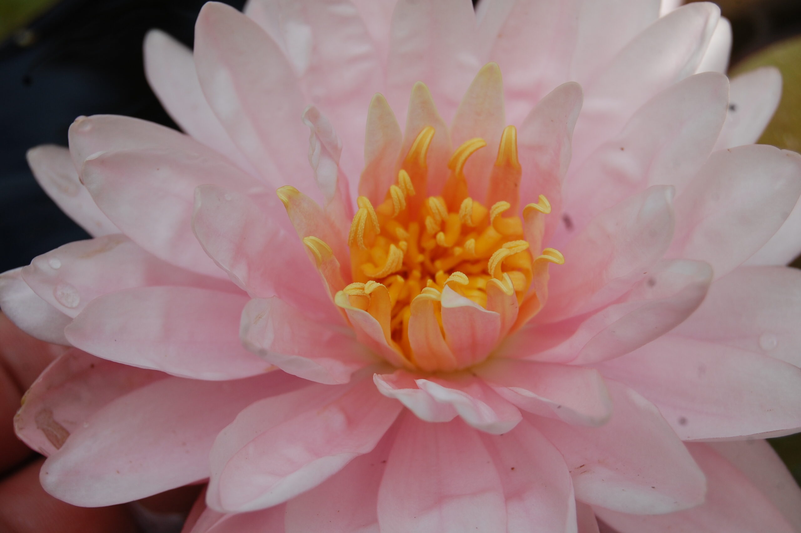 acheter nymphaea Lilly Pons for sale buy on line (1)