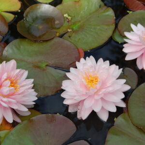 acheter nymphaea Lilly Pons for sale buy on line (3)