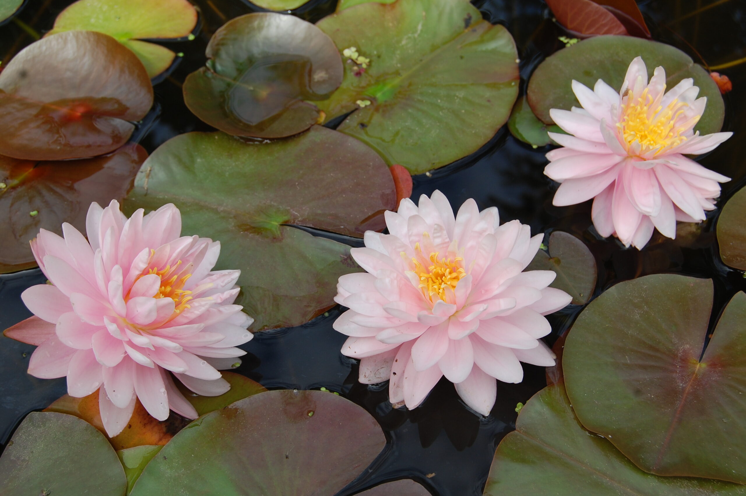 acheter nymphaea Lilly Pons for sale buy on line (3)