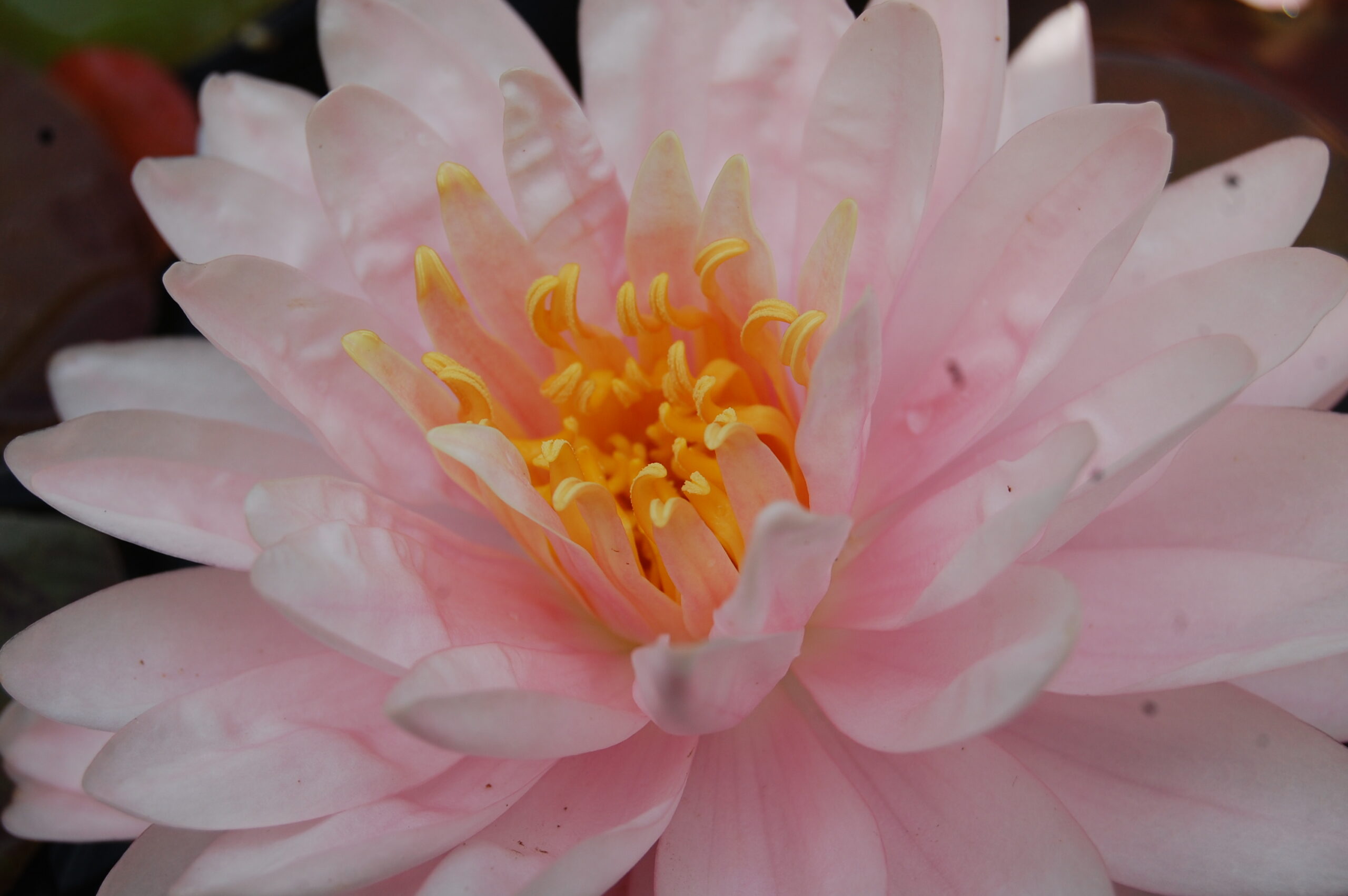 acheter nymphaea Lilly Pons for sale buy on line (4)