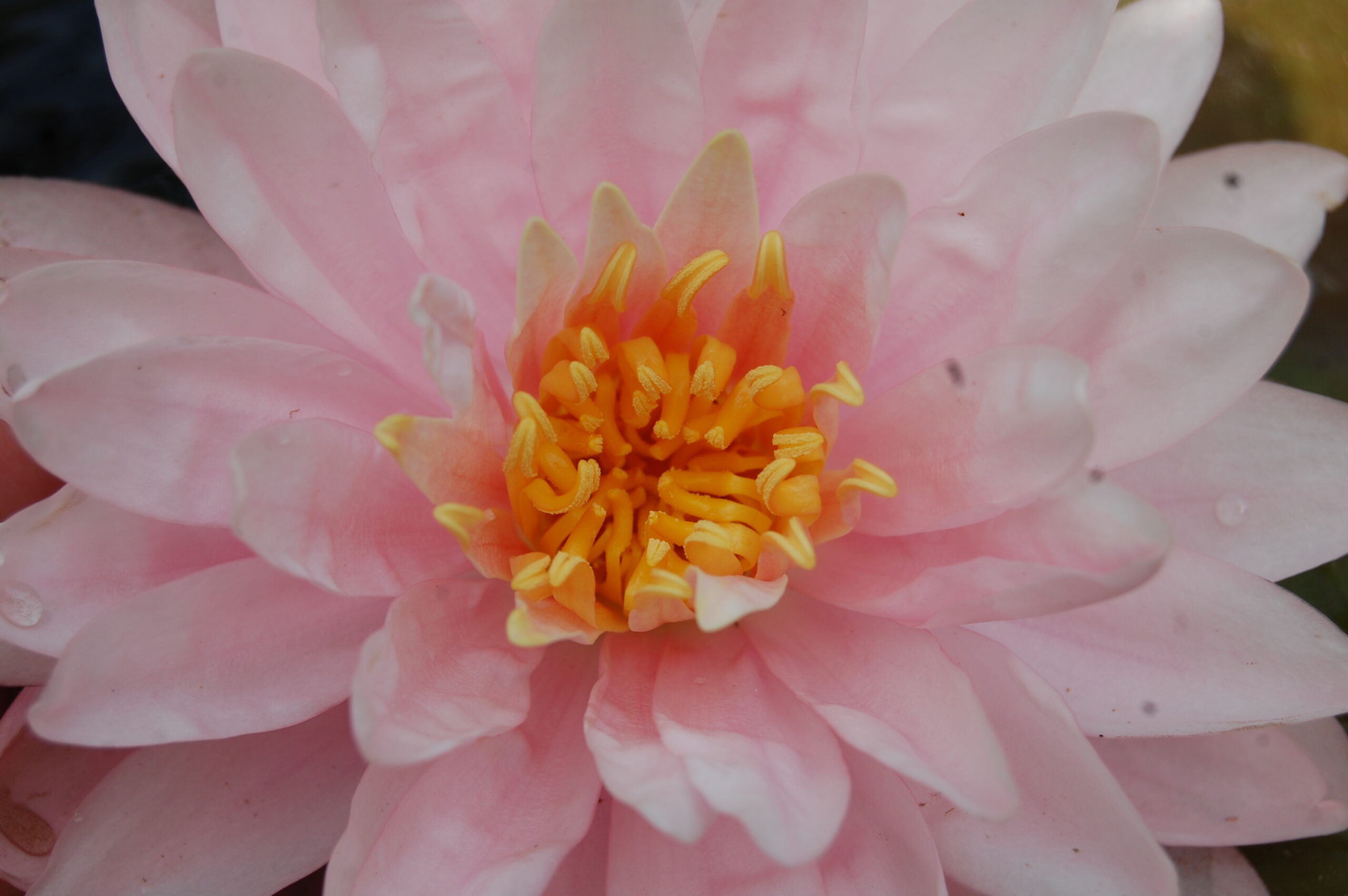 acheter nymphaea Lilly Pons for sale buy on line (6)