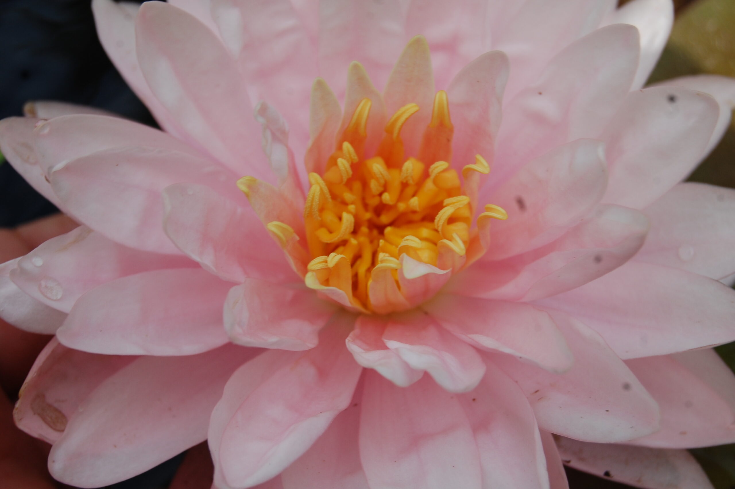acheter nymphaea Lilly Pons for sale buy on line (8)