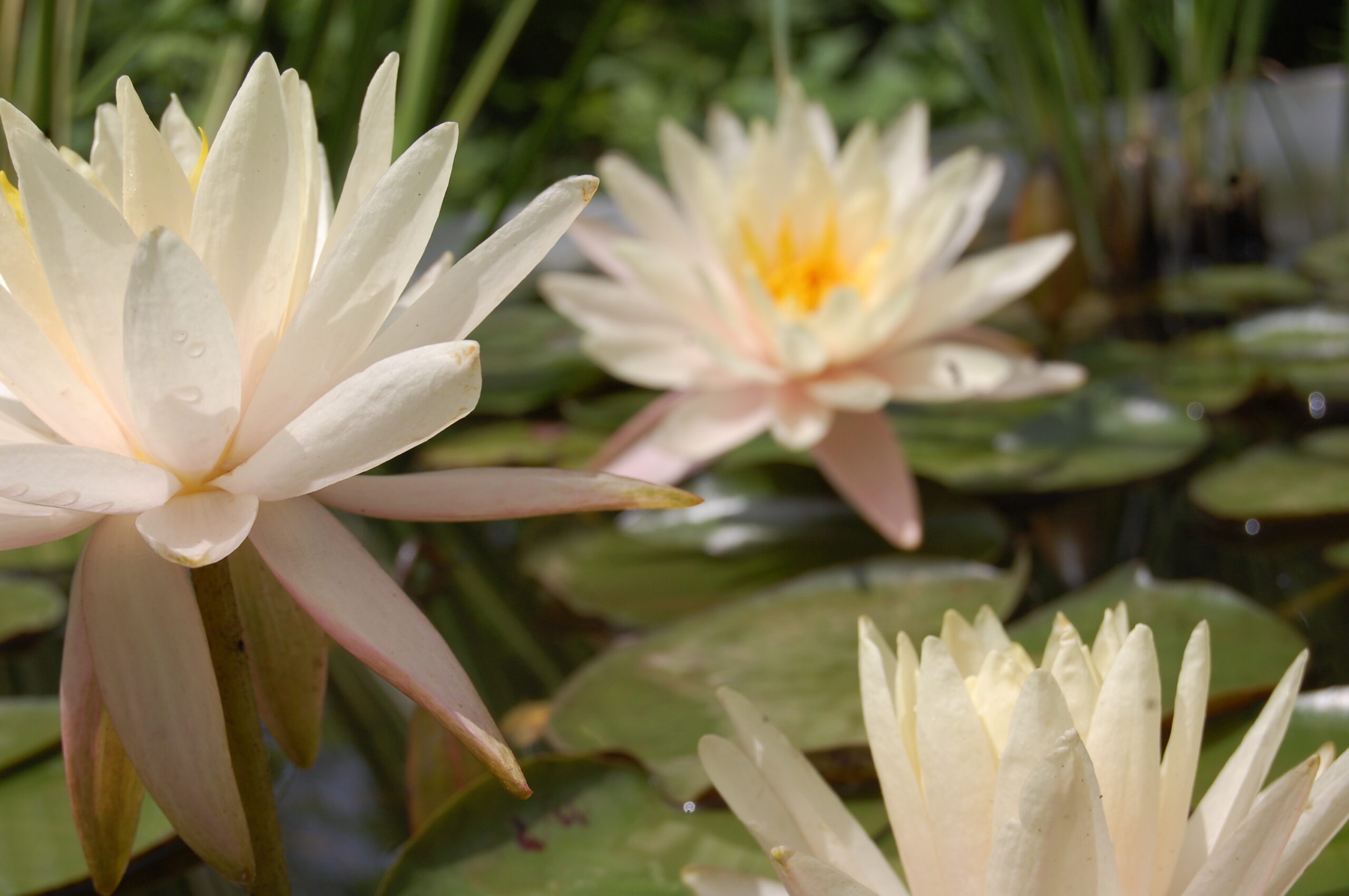 acheter nymphaea Limoncello for sale buy on line (1)
