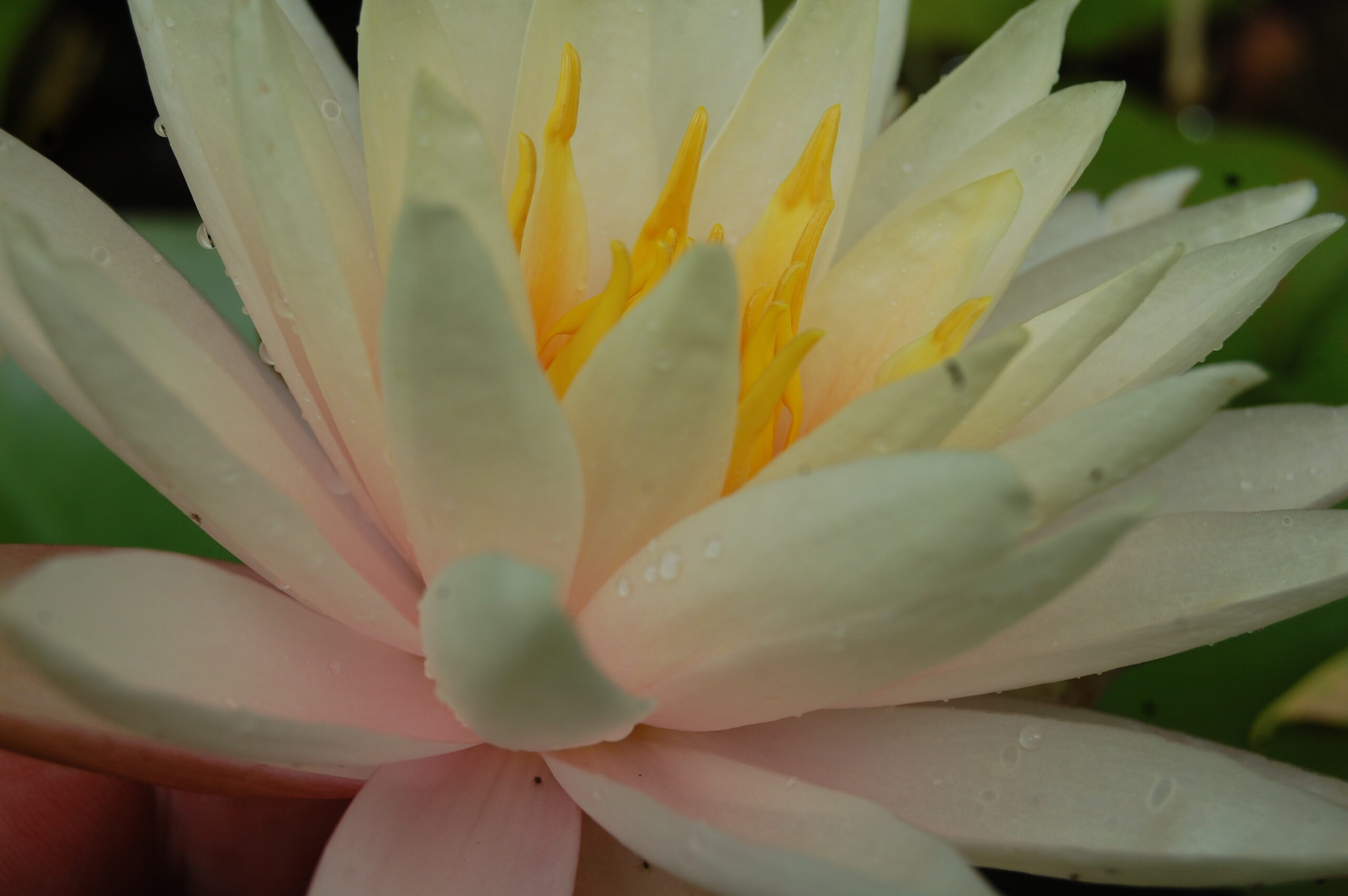 acheter nymphaea Limoncello for sale buy on line (10)