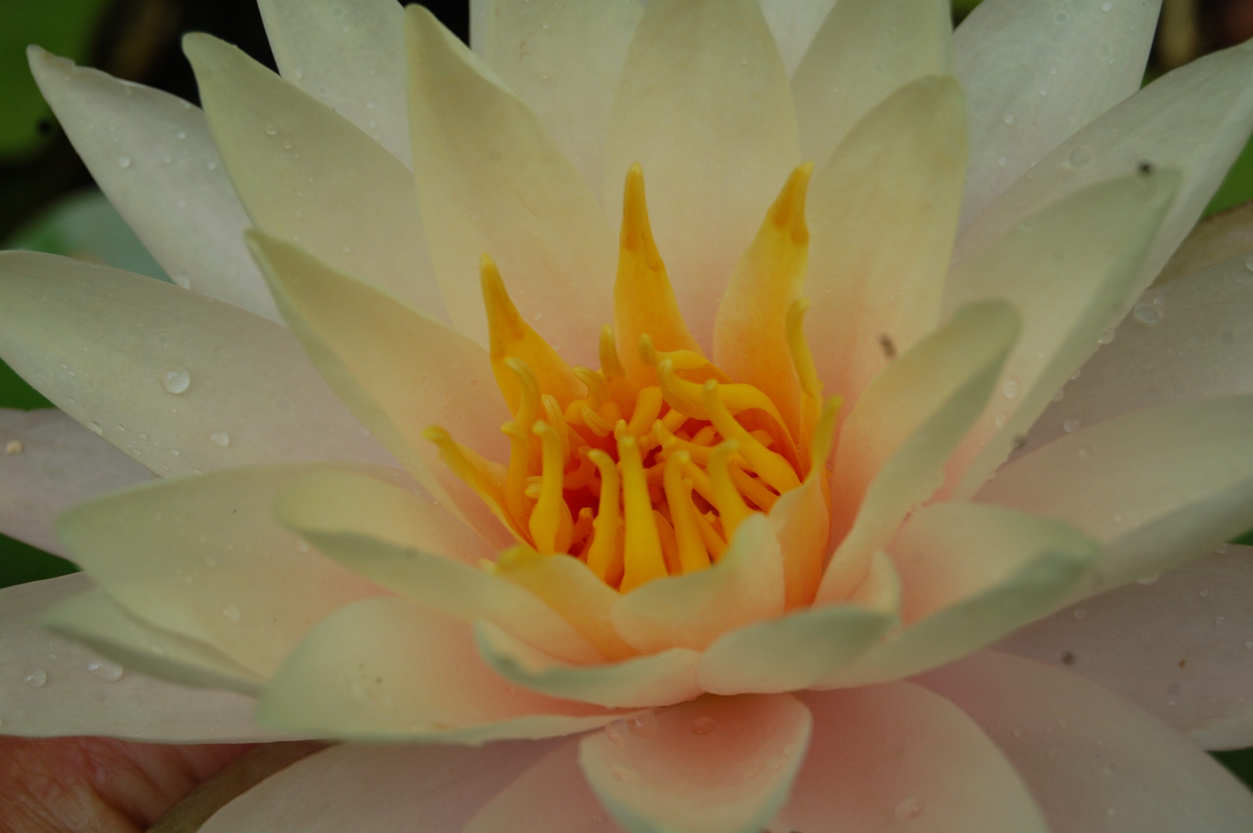 acheter nymphaea Limoncello for sale buy on line (14)