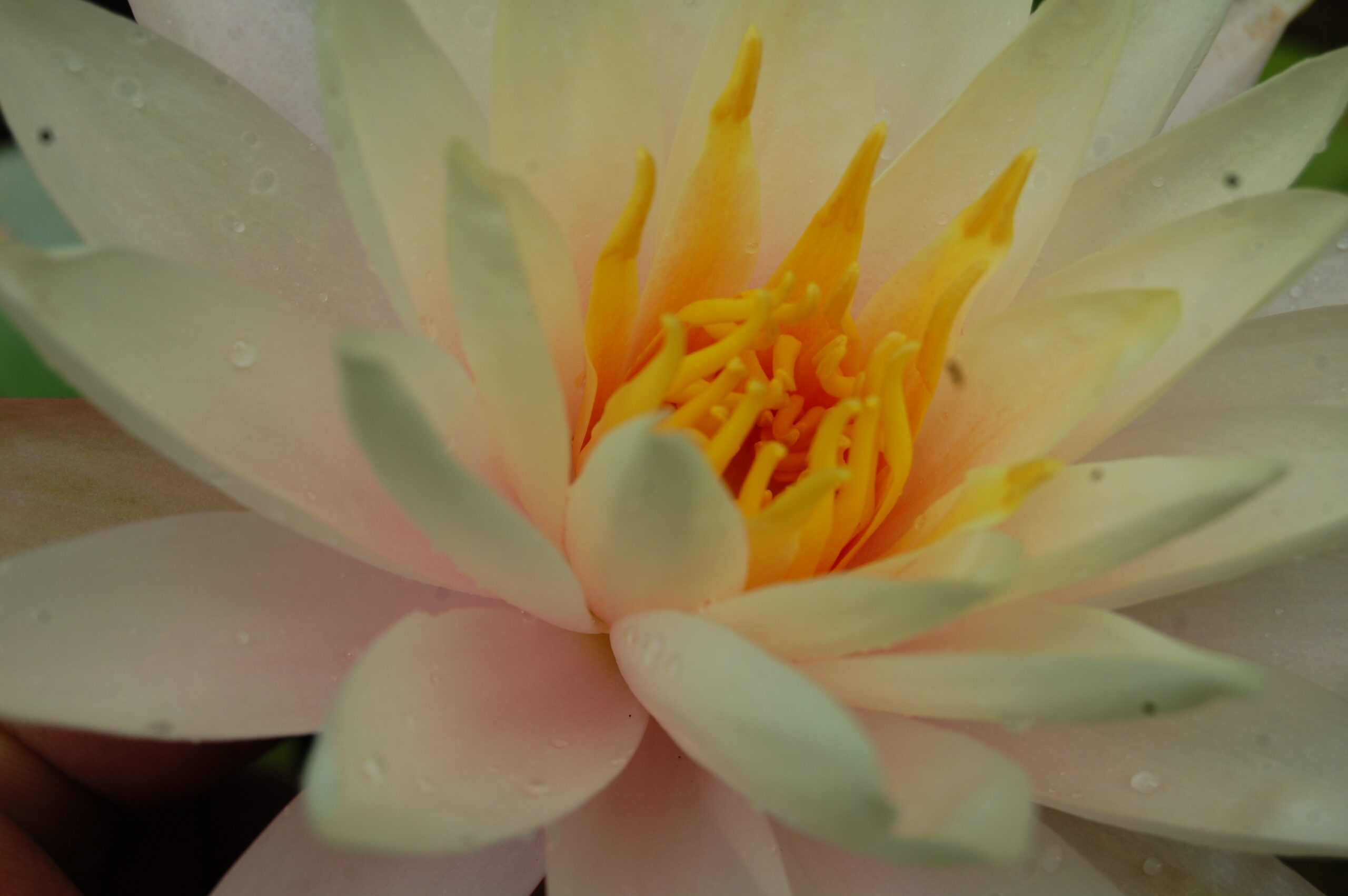 acheter nymphaea Limoncello for sale buy on line (16)