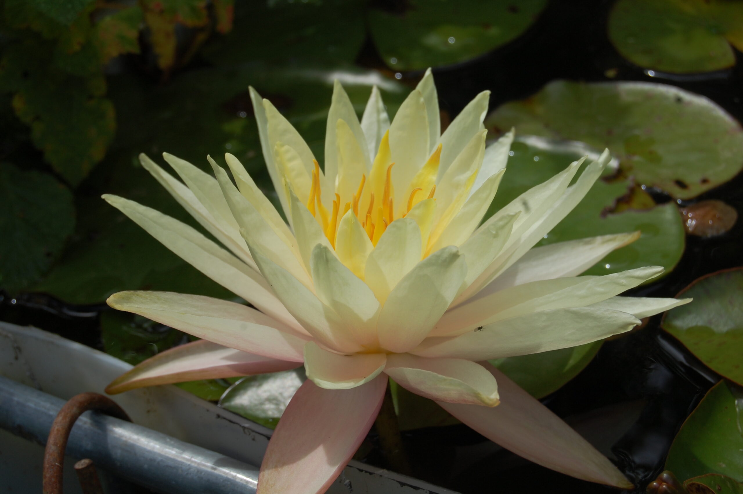 acheter nymphaea Limoncello for sale buy on line (18)