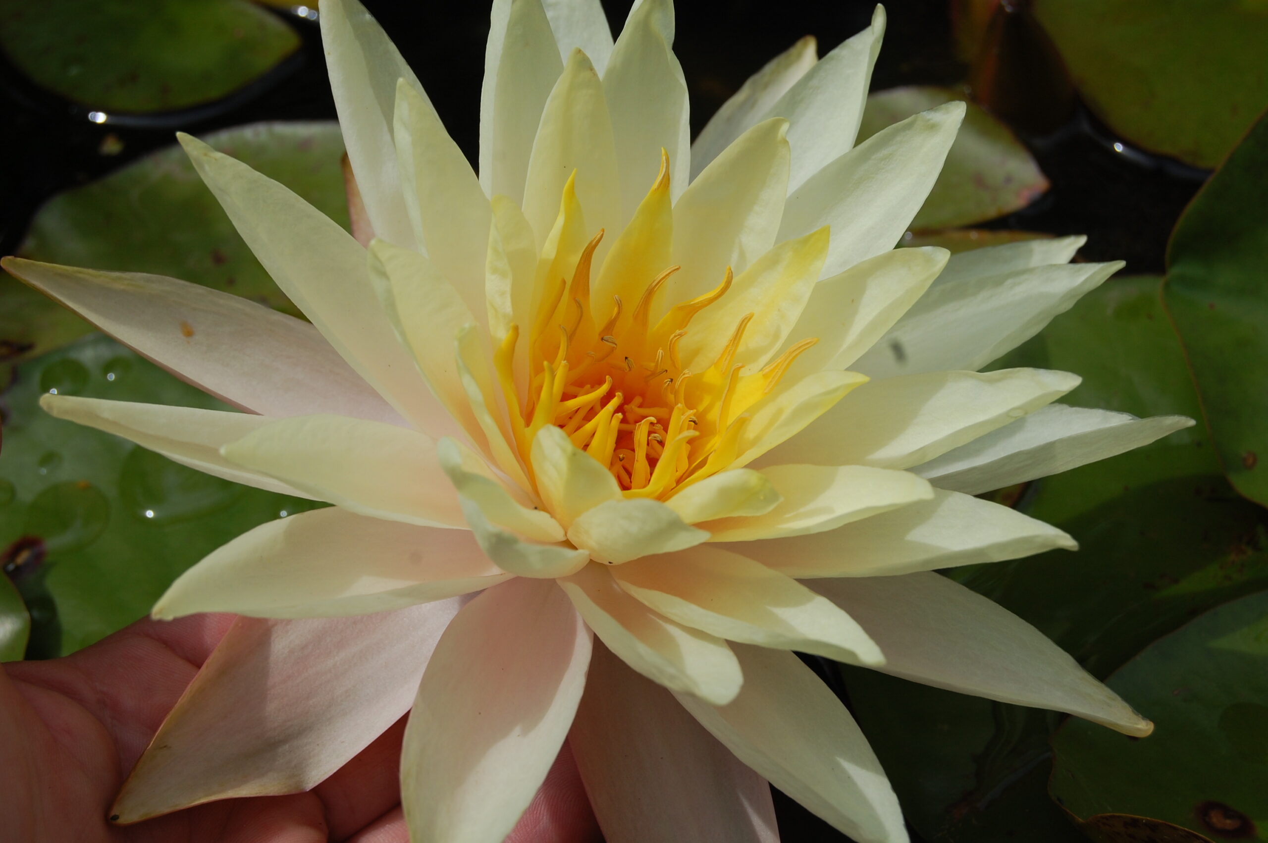 acheter nymphaea Limoncello for sale buy on line (20)