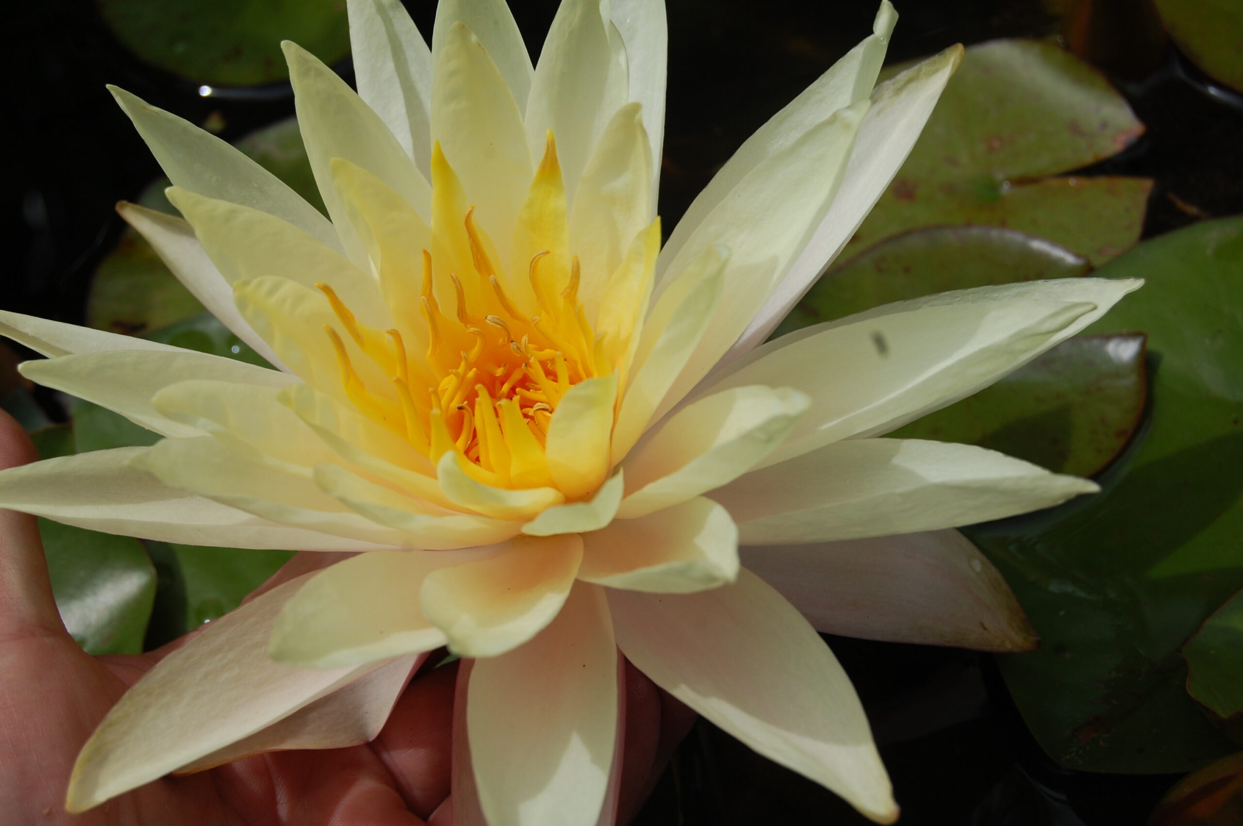 acheter nymphaea Limoncello for sale buy on line (25)