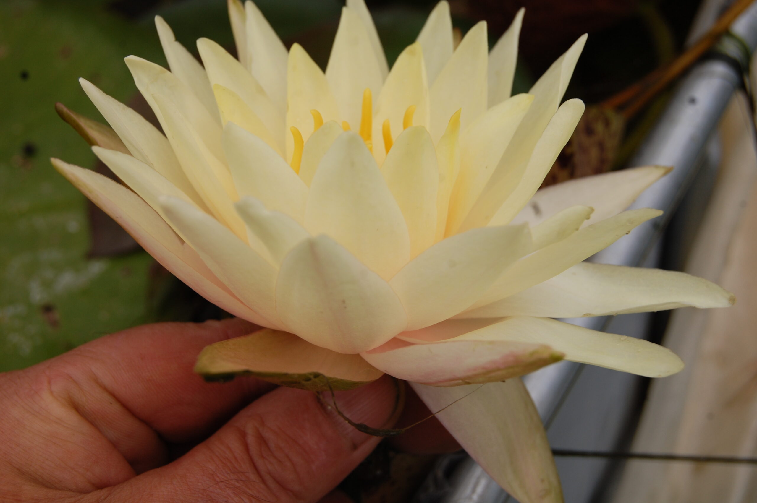 acheter nymphaea Limoncello for sale buy on line (28)