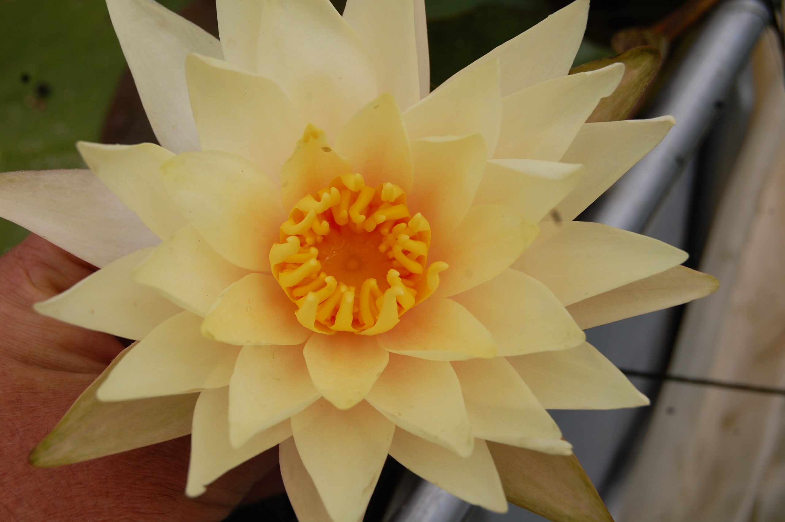acheter nymphaea Limoncello for sale buy on line (31)