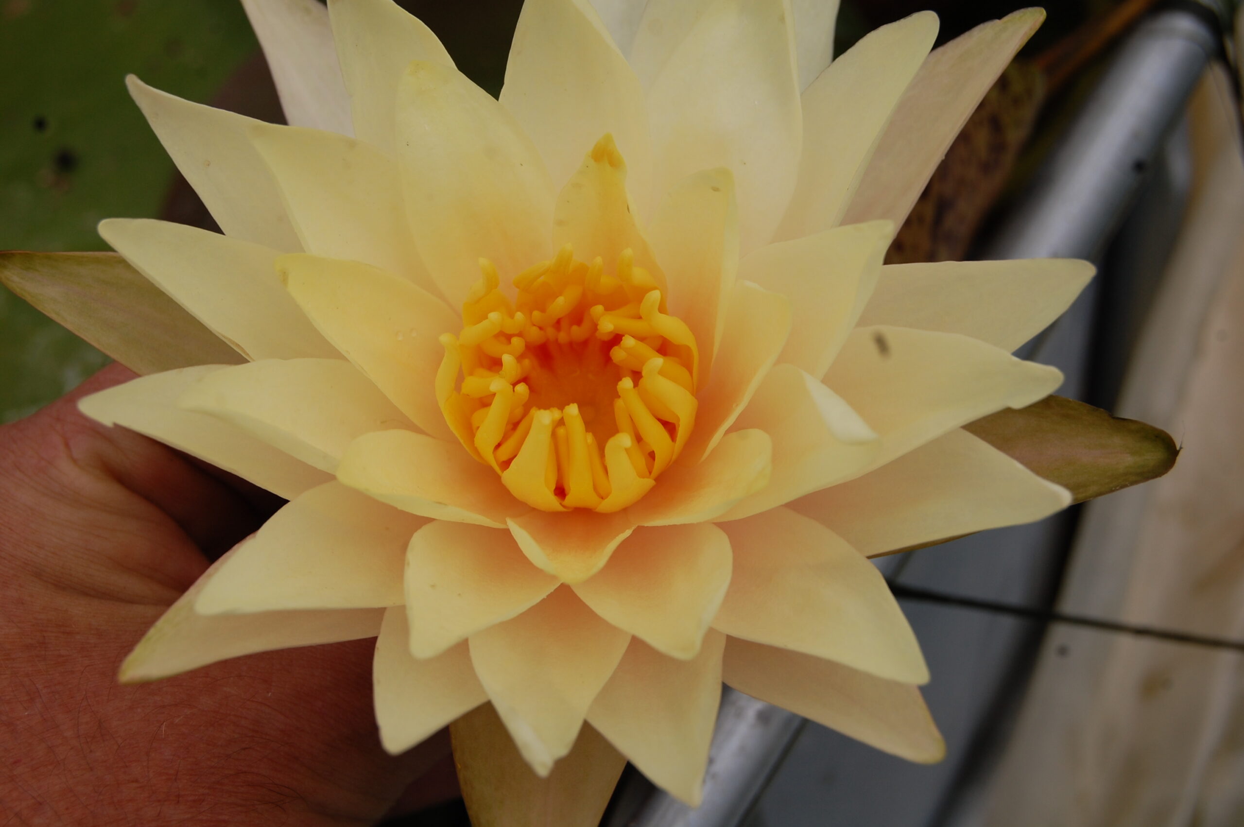 acheter nymphaea Limoncello for sale buy on line (32)