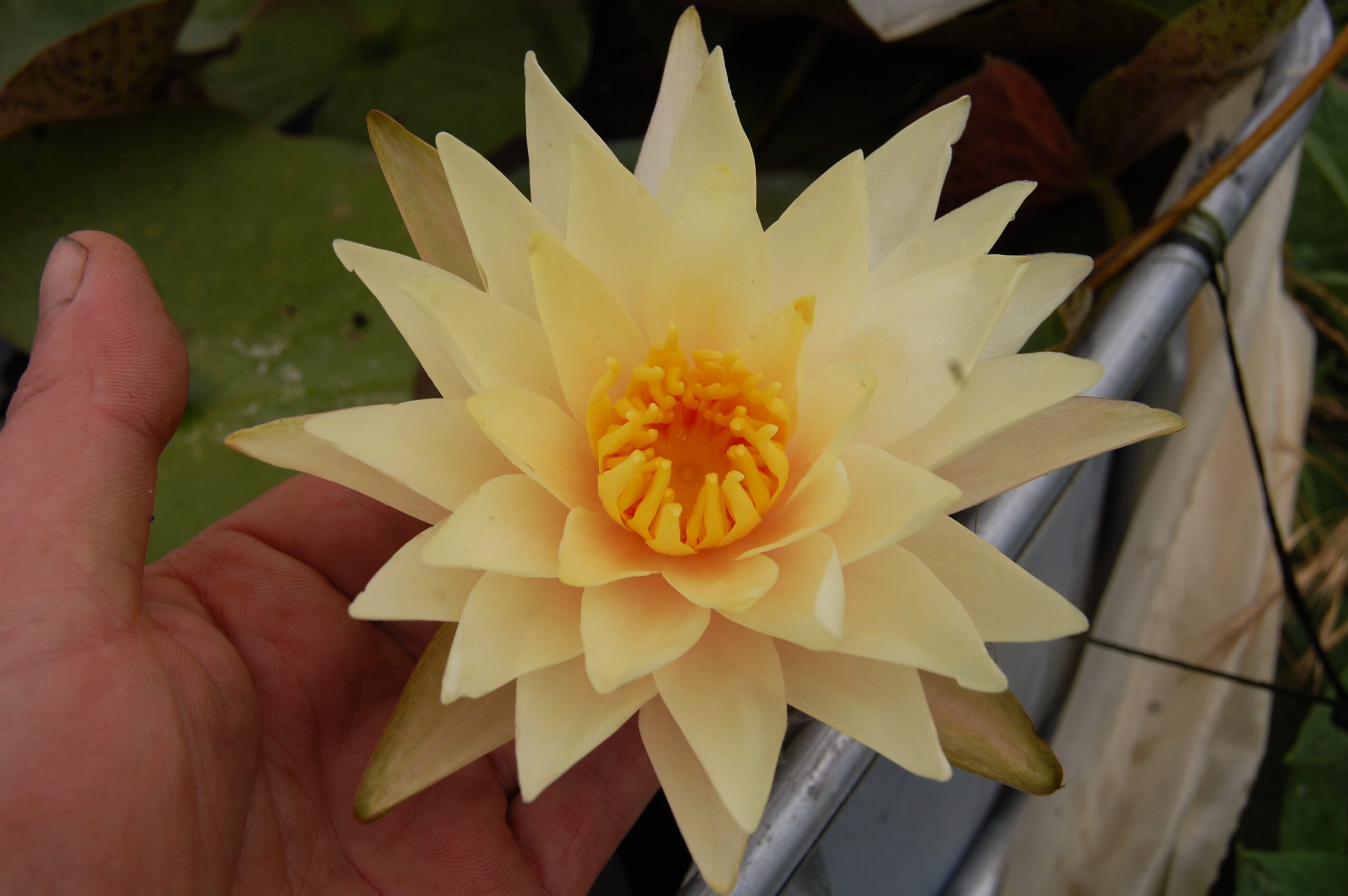 acheter nymphaea Limoncello for sale buy on line (34)