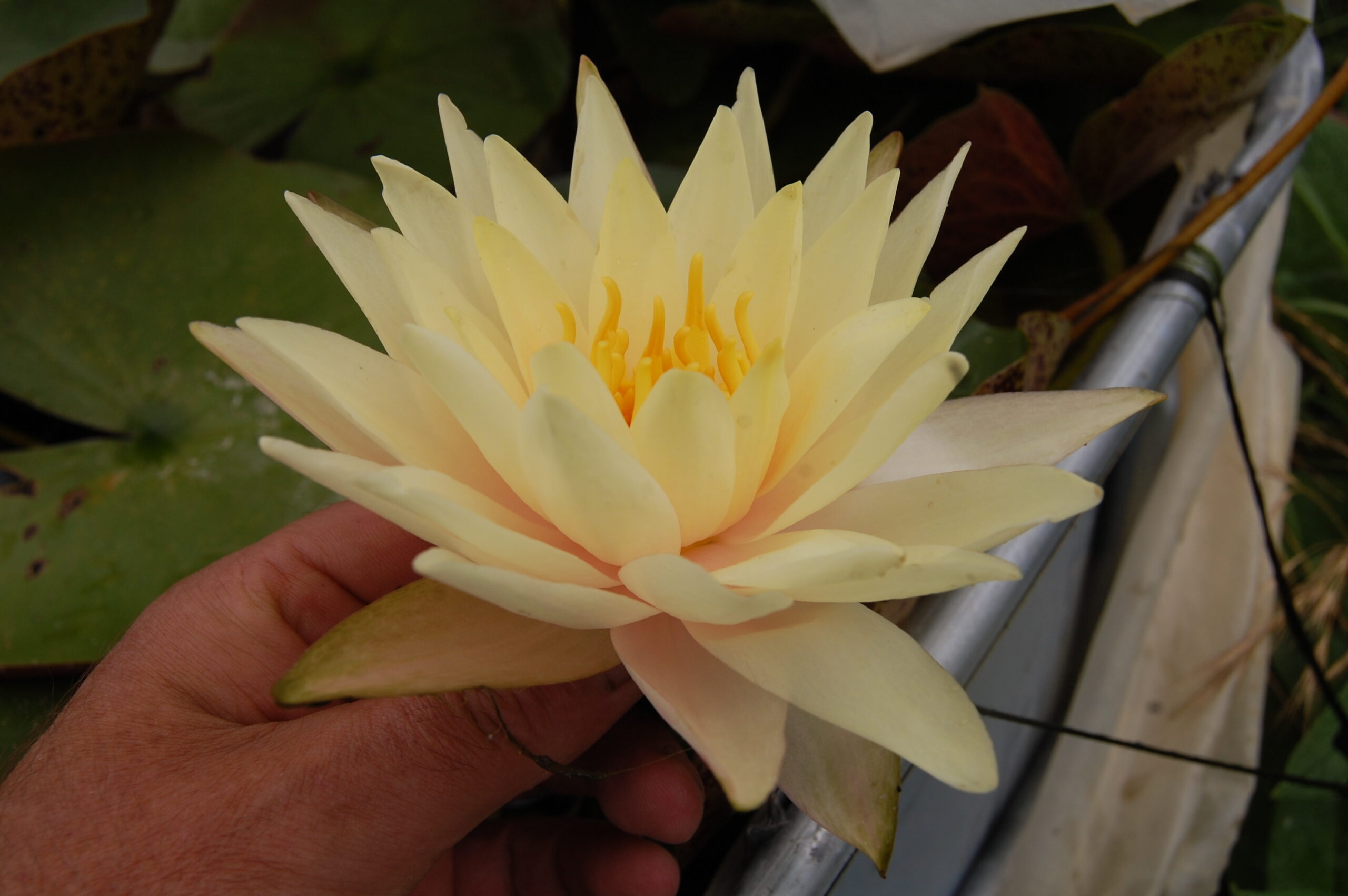 acheter nymphaea Limoncello for sale buy on line (37)