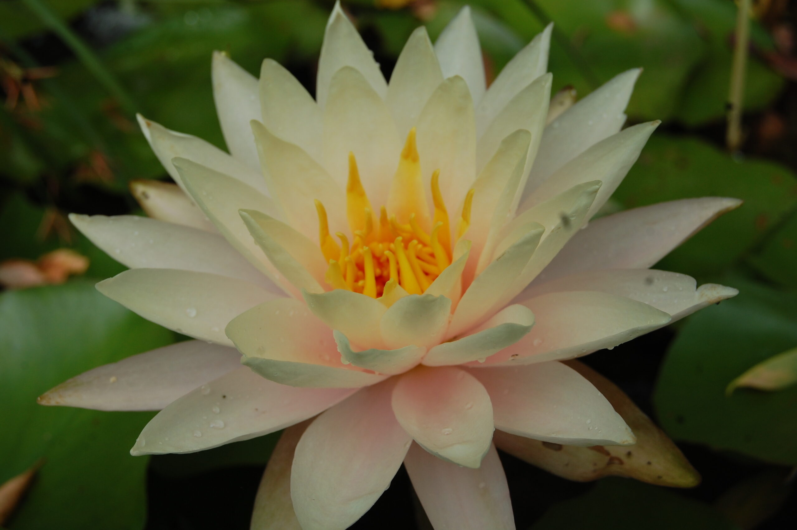 acheter nymphaea Limoncello for sale buy on line (4)