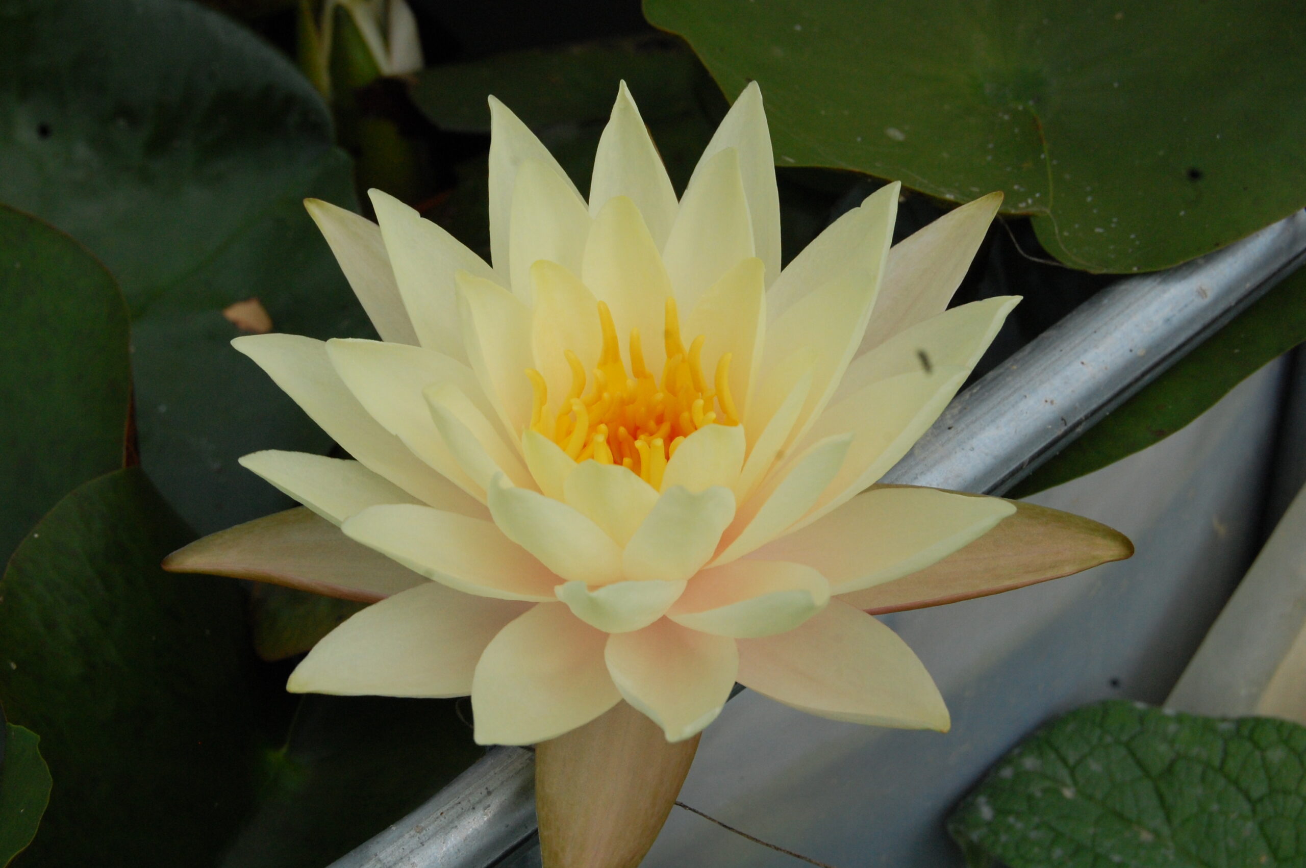 acheter nymphaea Limoncello for sale buy on line (41)