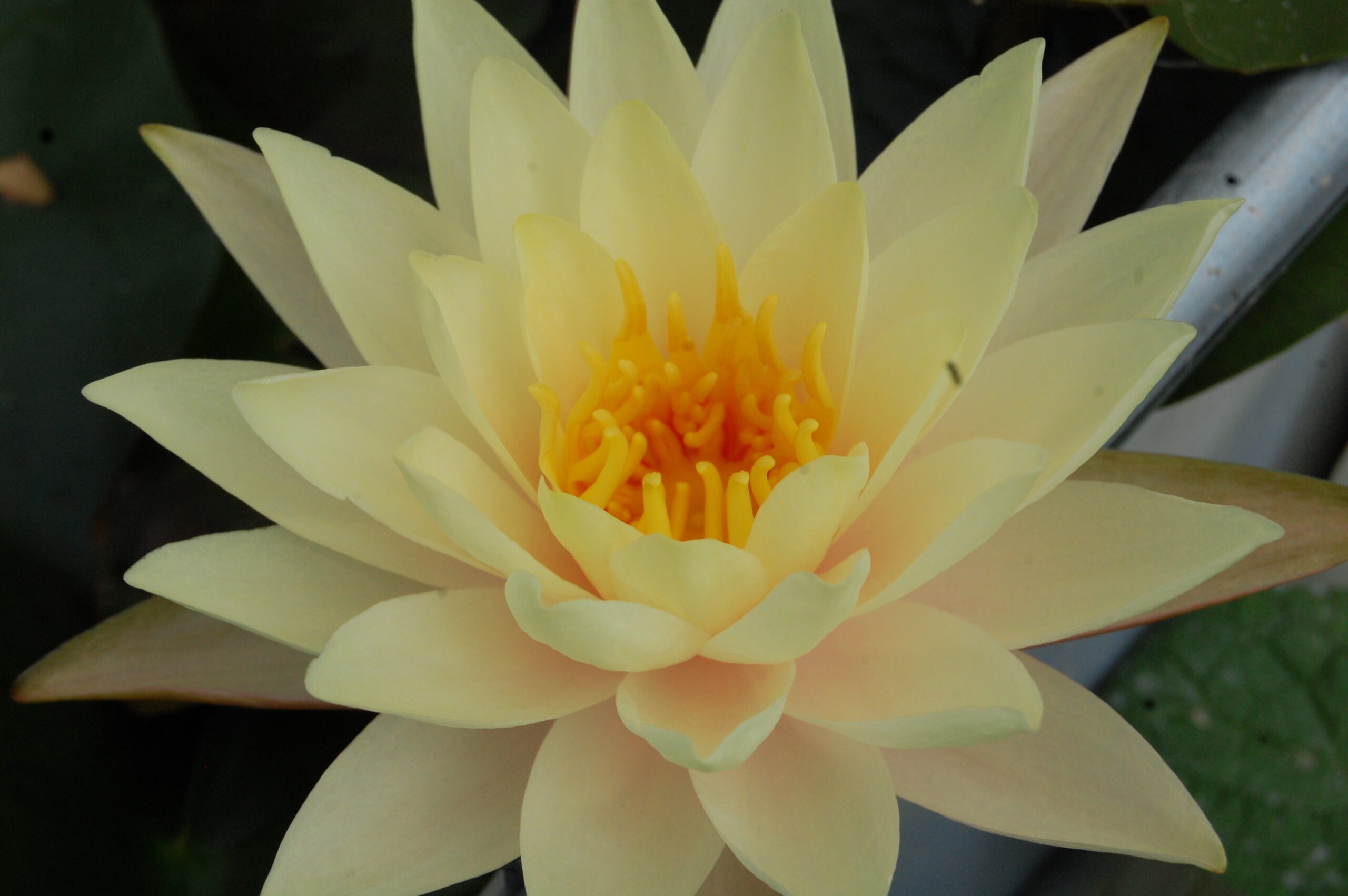 acheter nymphaea Limoncello for sale buy on line (43)