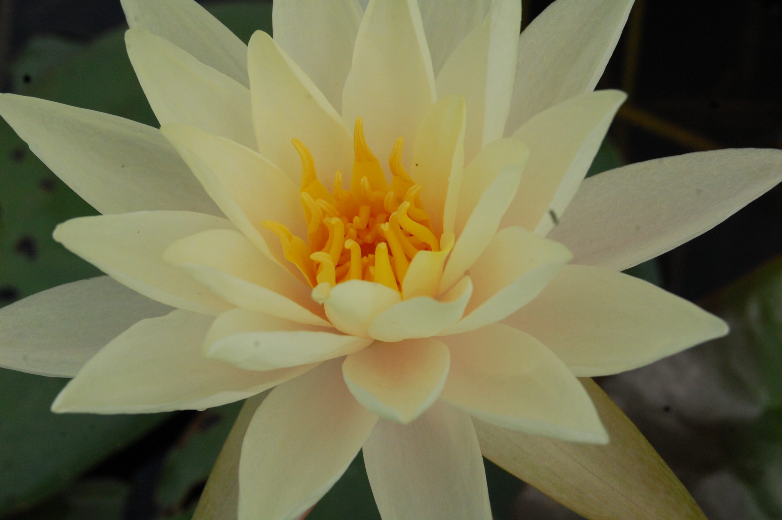 acheter nymphaea Limoncello for sale buy on line (44)