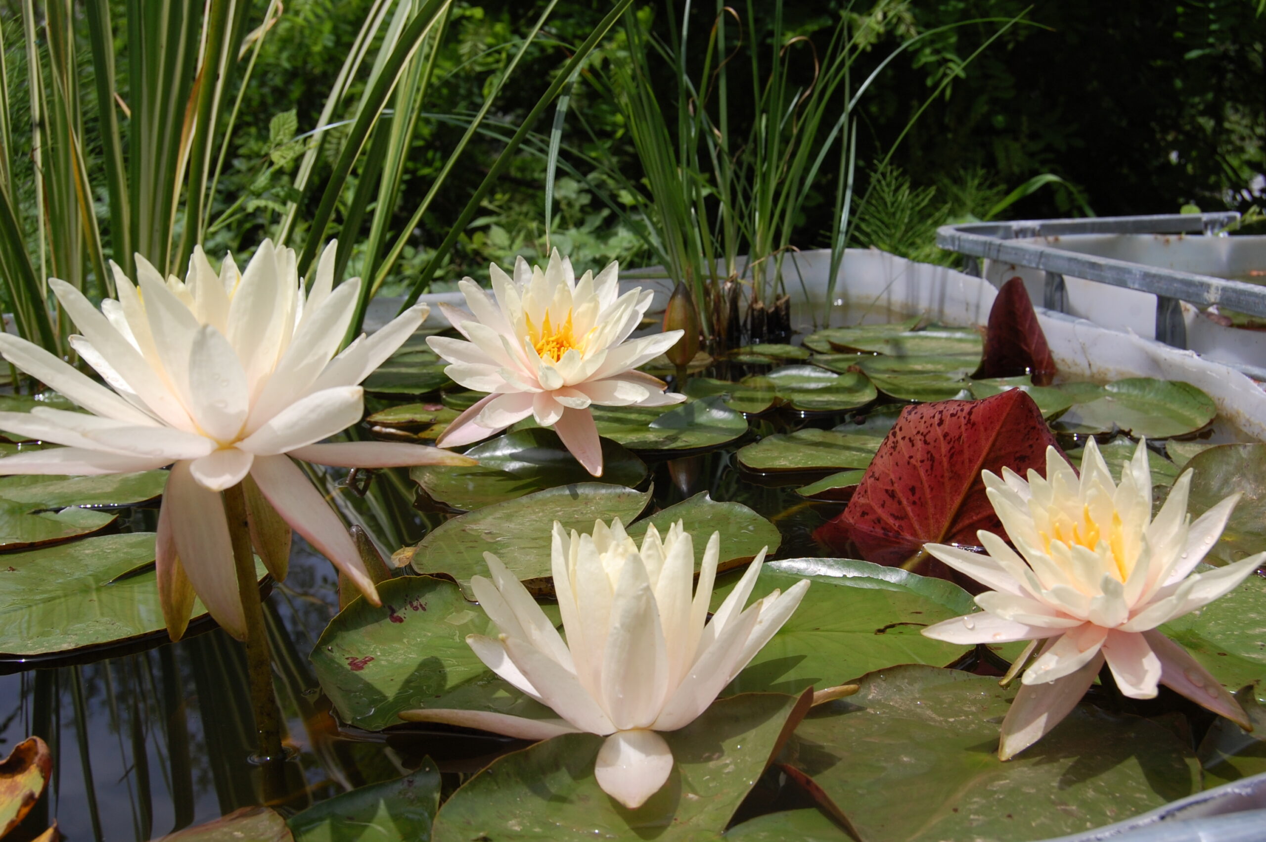 acheter nymphaea Limoncello for sale buy on line (46)