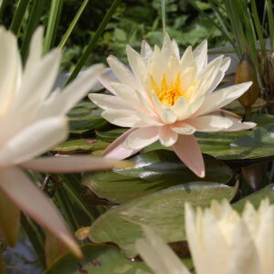 acheter nymphaea Limoncello for sale buy on line (47)