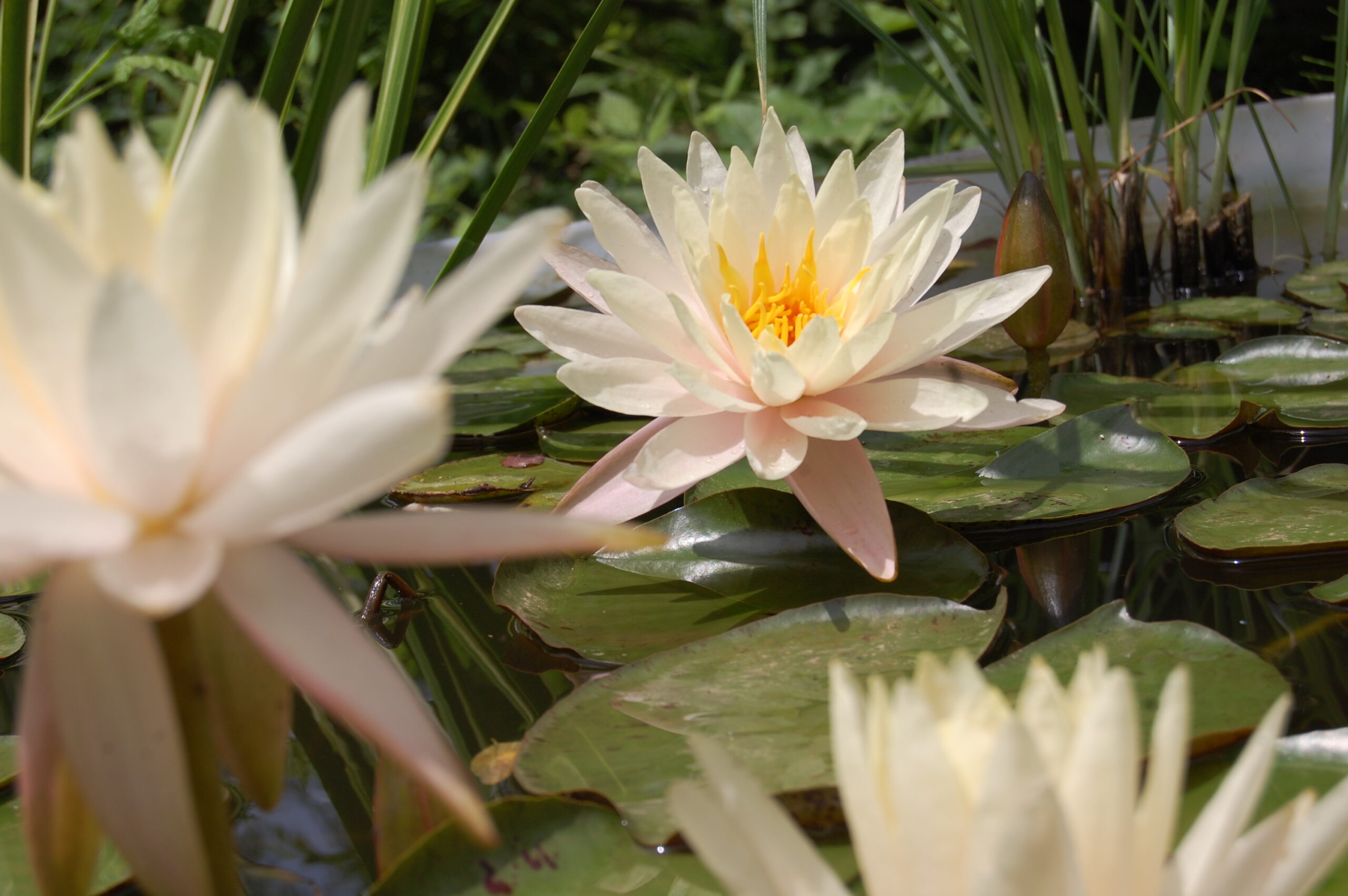 acheter nymphaea Limoncello for sale buy on line (47)