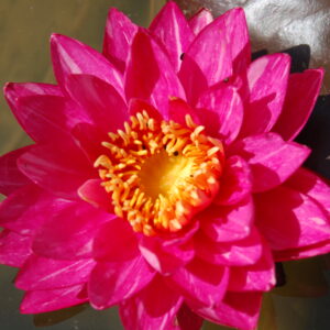 acheter nymphaea Line Thai for sale buy on line (16)