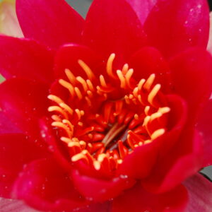acheter nymphaea Lipstick for sale buy on line (67)
