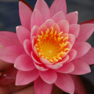 acheter nymphaea Louise Villemarettte for sale buy on line (4)