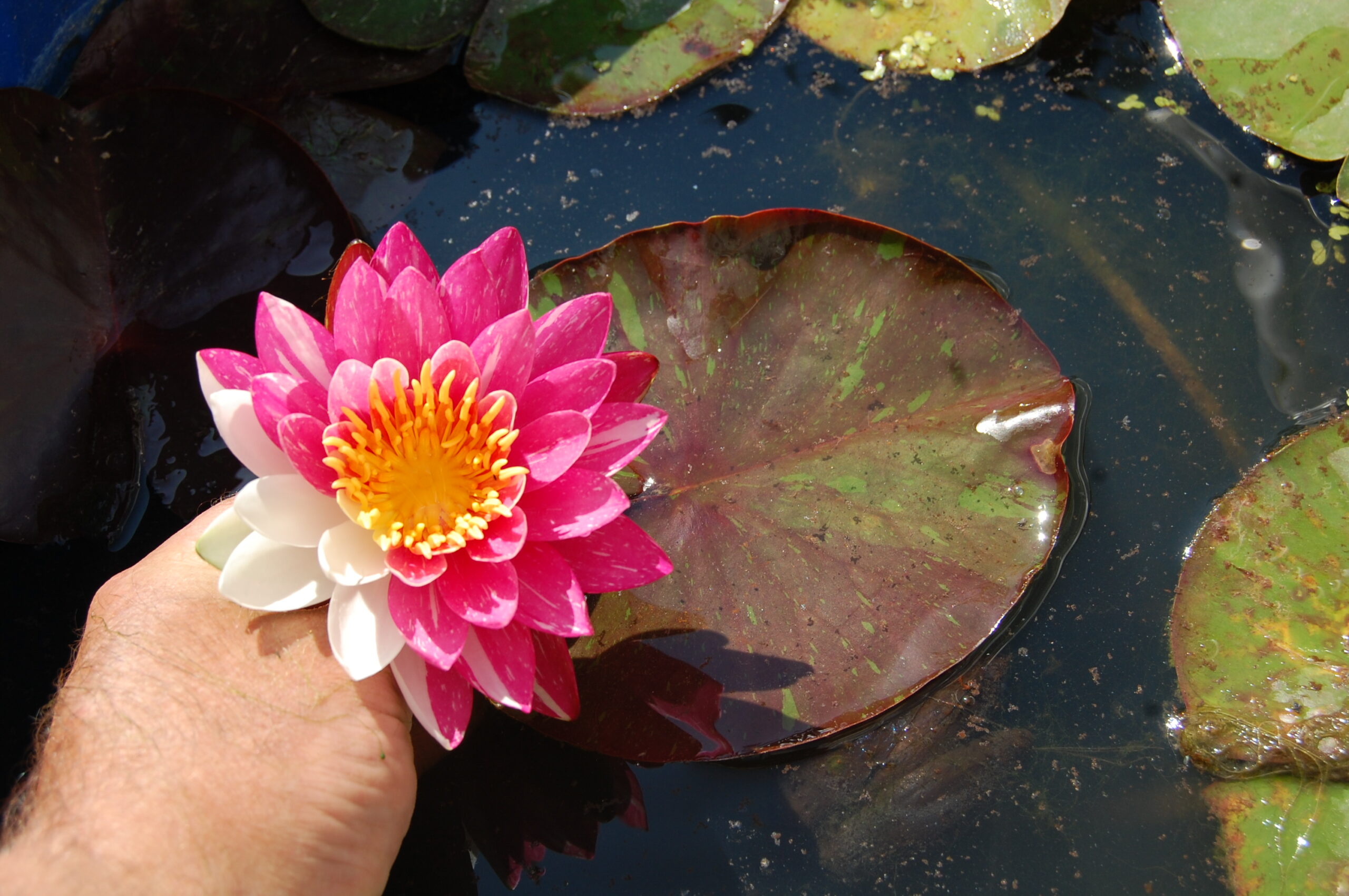acheter nymphaea Malabar for sale buy on line (20)