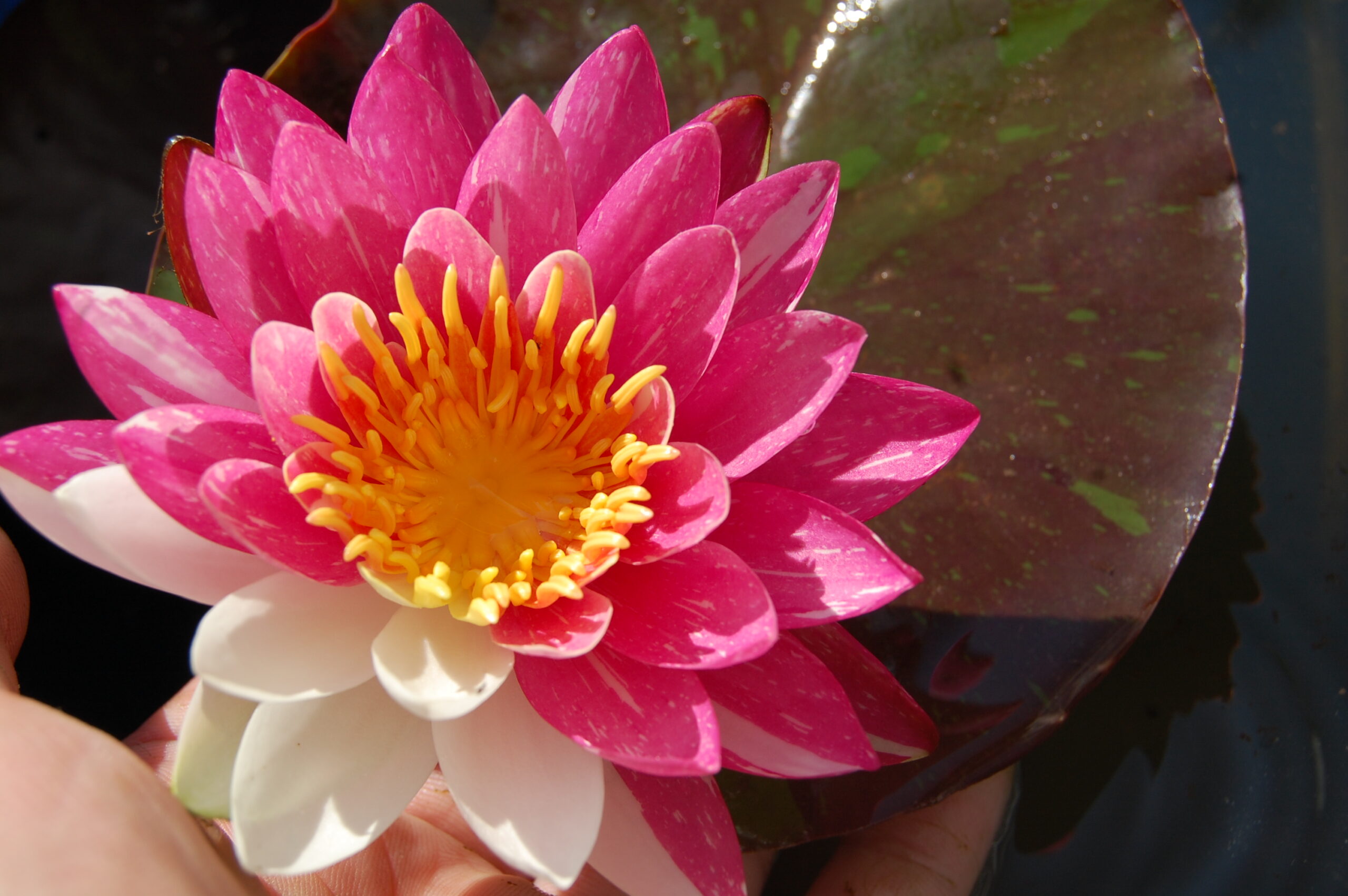 acheter nymphaea Malabar for sale buy on line (22)