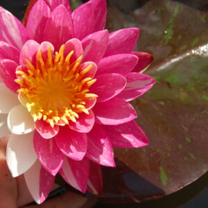 acheter nymphaea Malabar for sale buy on line (27)