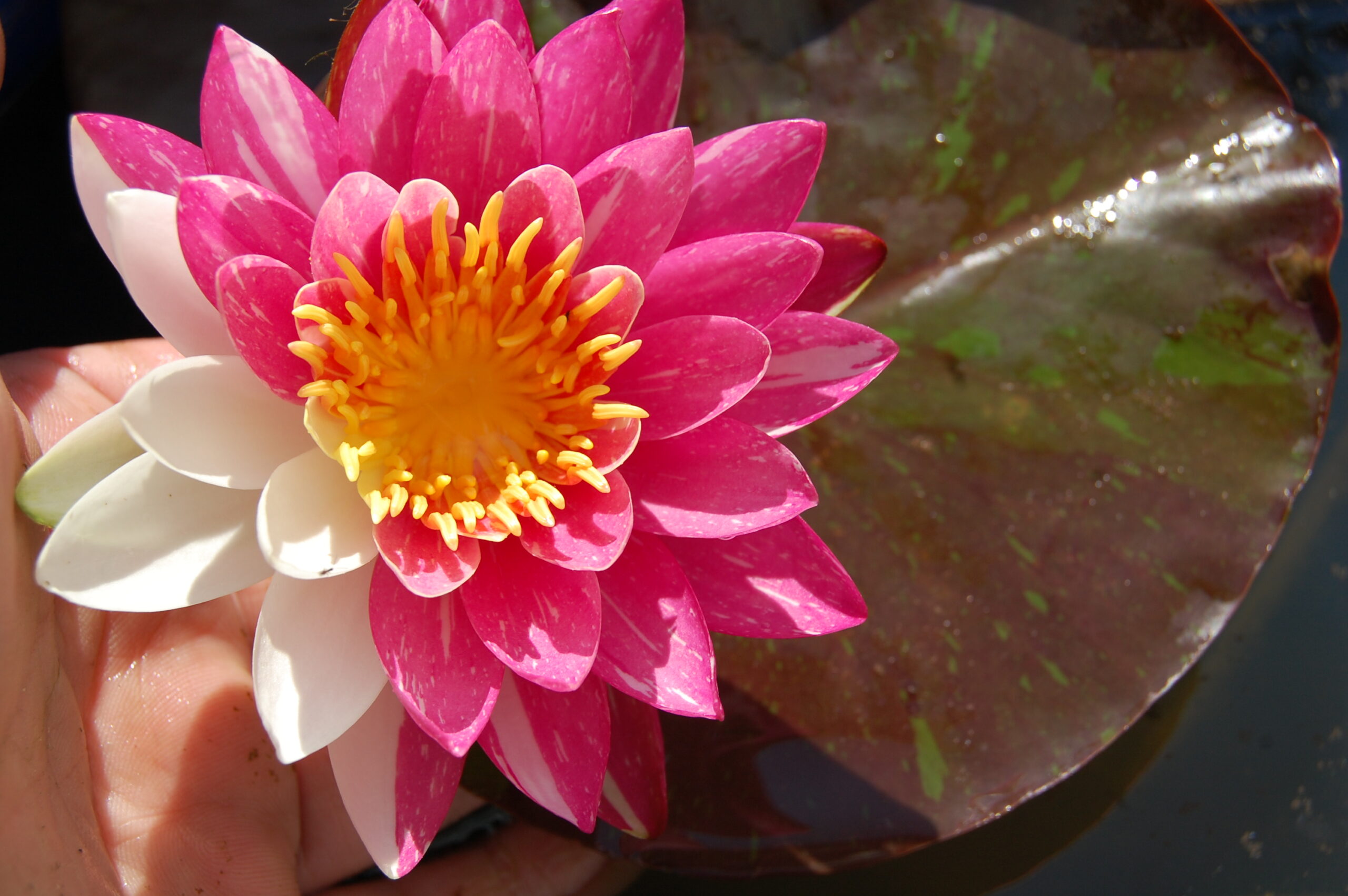 acheter nymphaea Malabar for sale buy on line (27)