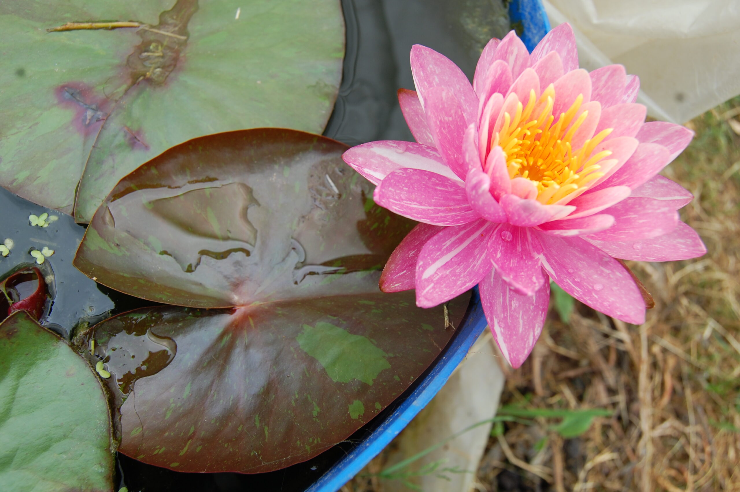 acheter nymphaea Malabar for sale buy on line (3)
