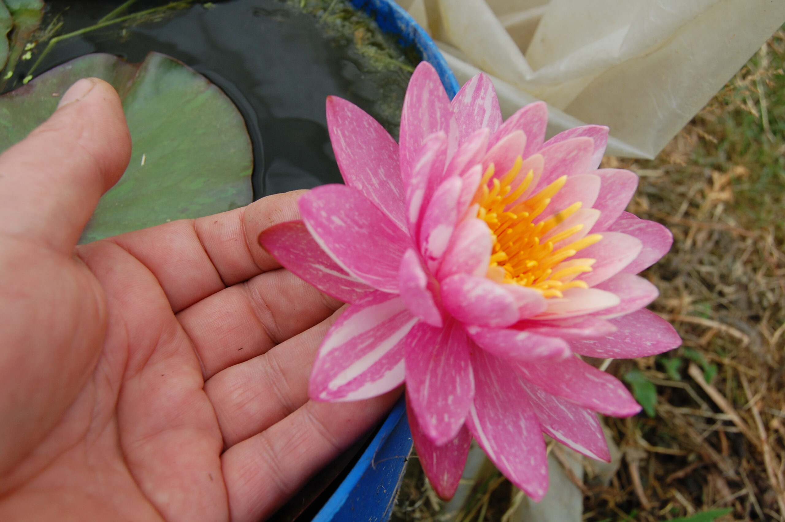 acheter nymphaea Malabar for sale buy on line (6)
