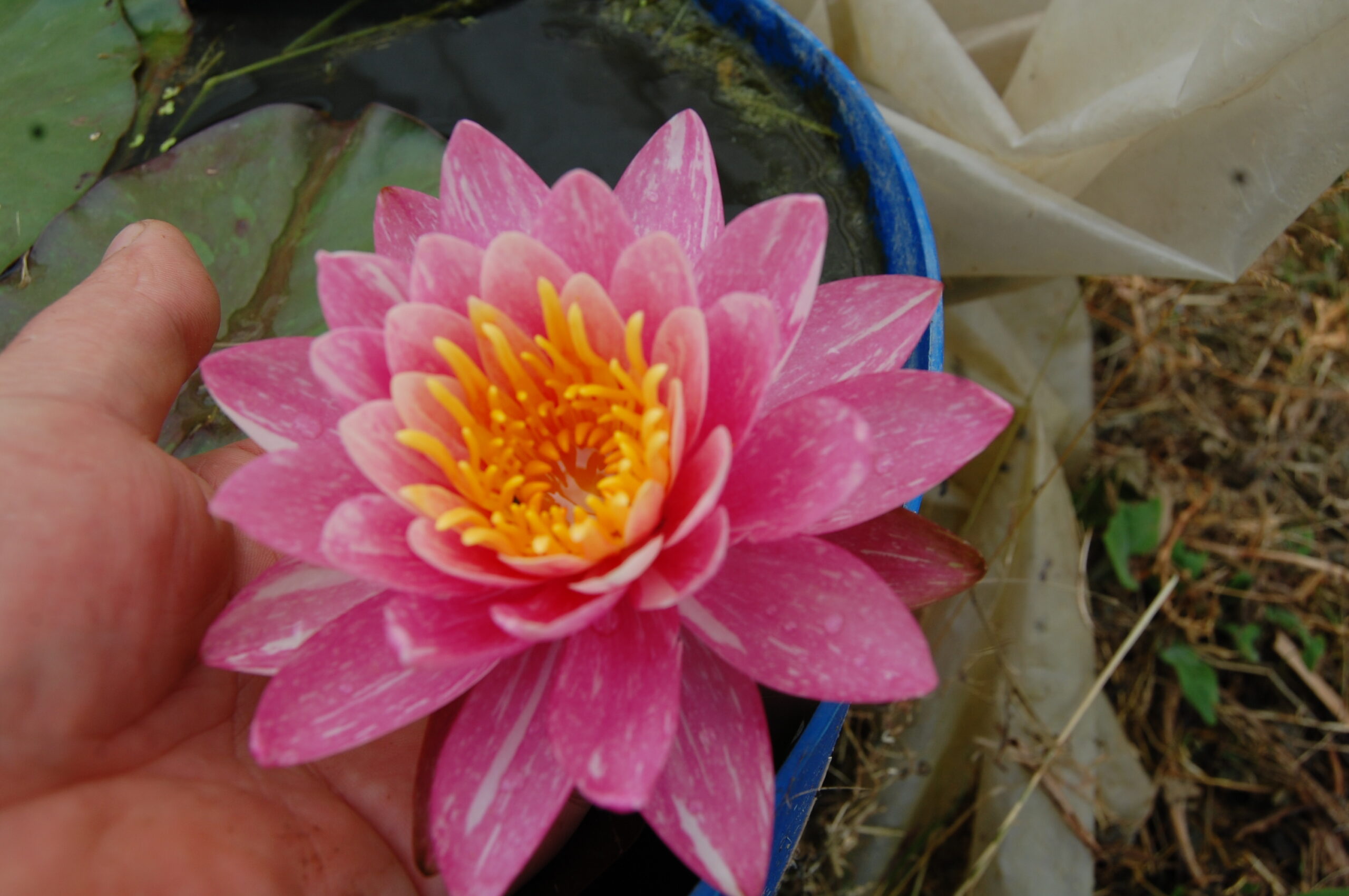 acheter nymphaea Malabar for sale buy on line (7)