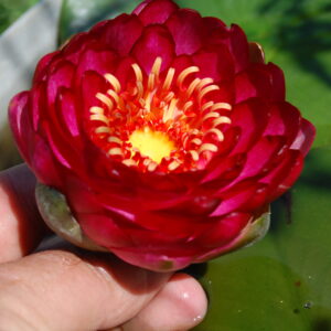 acheter nymphaea Manee Red for sale buy on line (7)