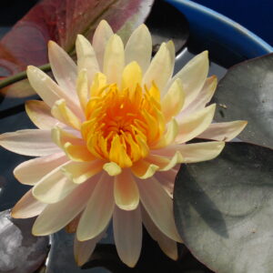 acheter nymphaea Mangkala Ubol for sale buy on line (12)