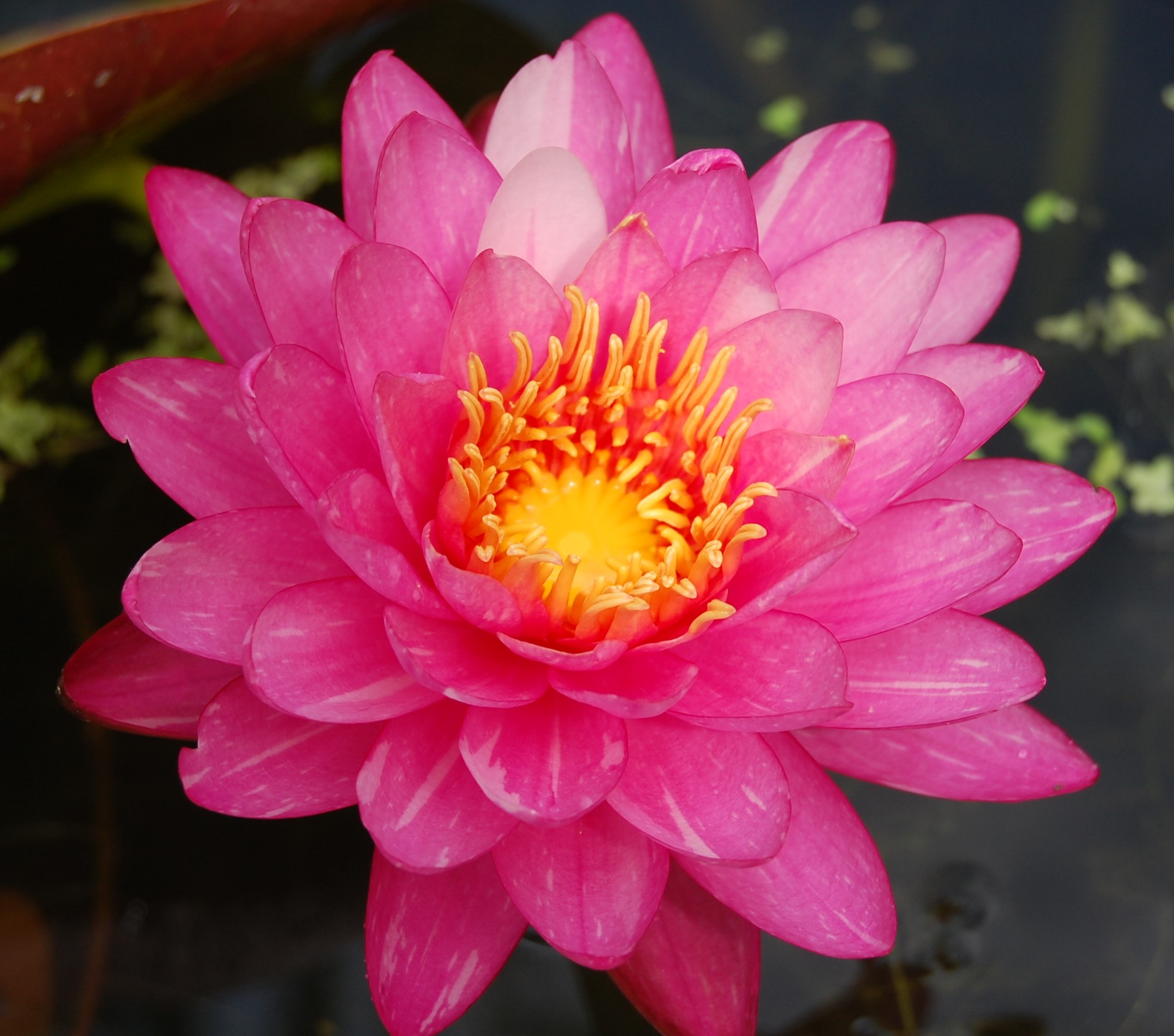 acheter nymphaea Marie Pierre for sale buy on line (25)