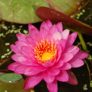acheter nymphaea Marie Pierre for sale buy on line (27)