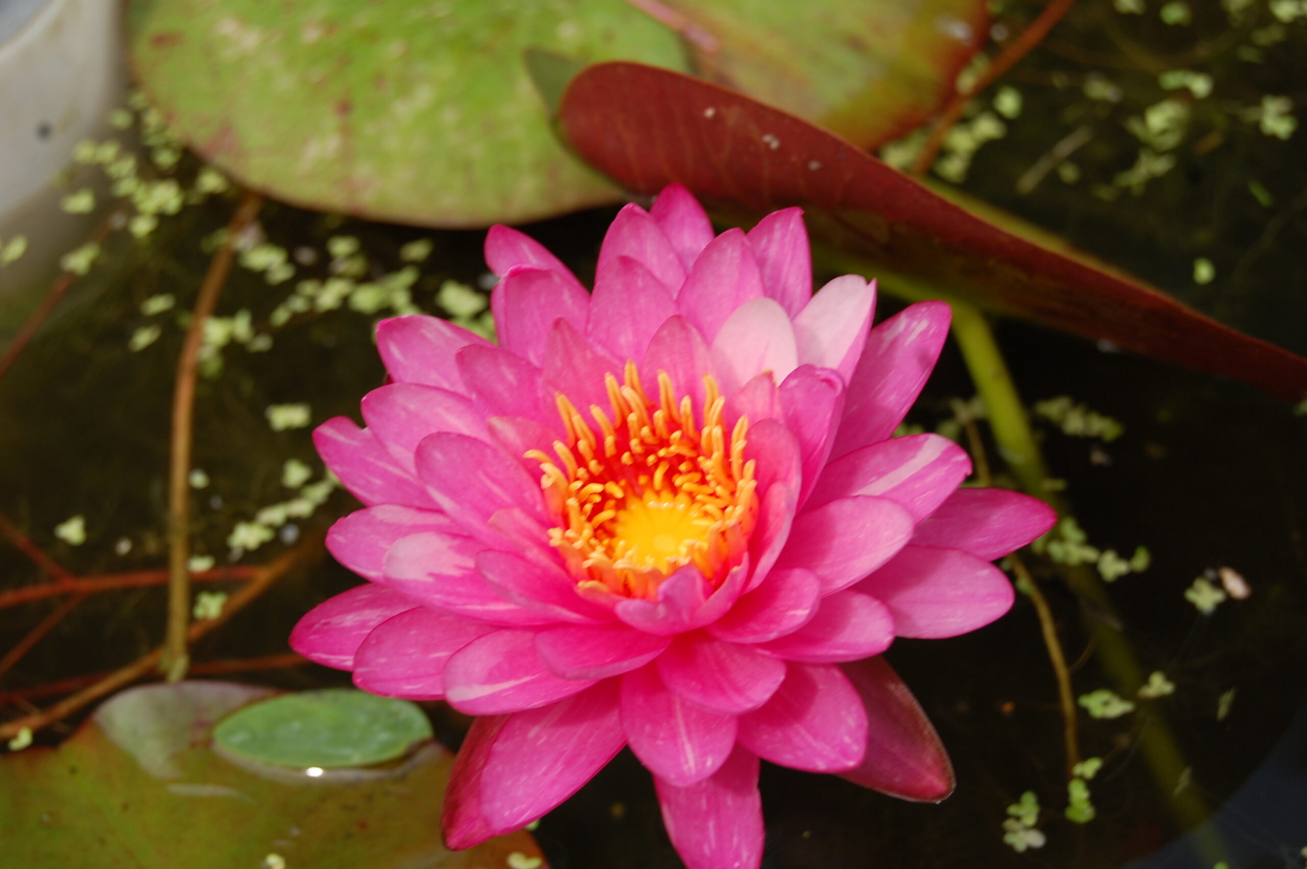 acheter nymphaea Marie Pierre for sale buy on line (27)