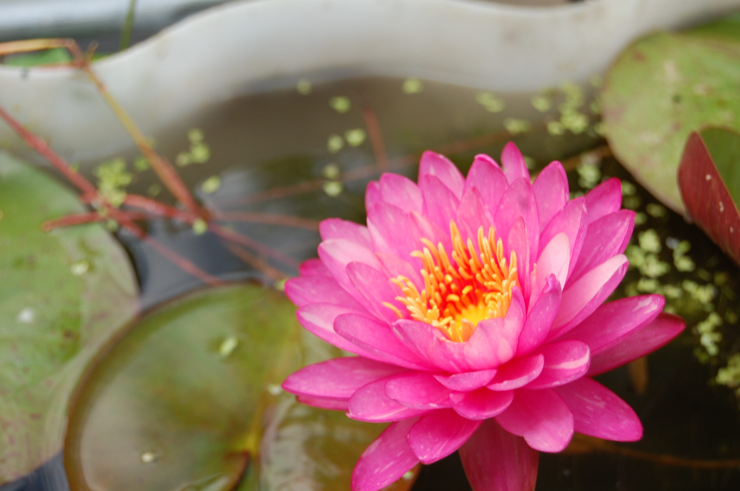 acheter nymphaea Marie Pierre for sale buy on line (29)