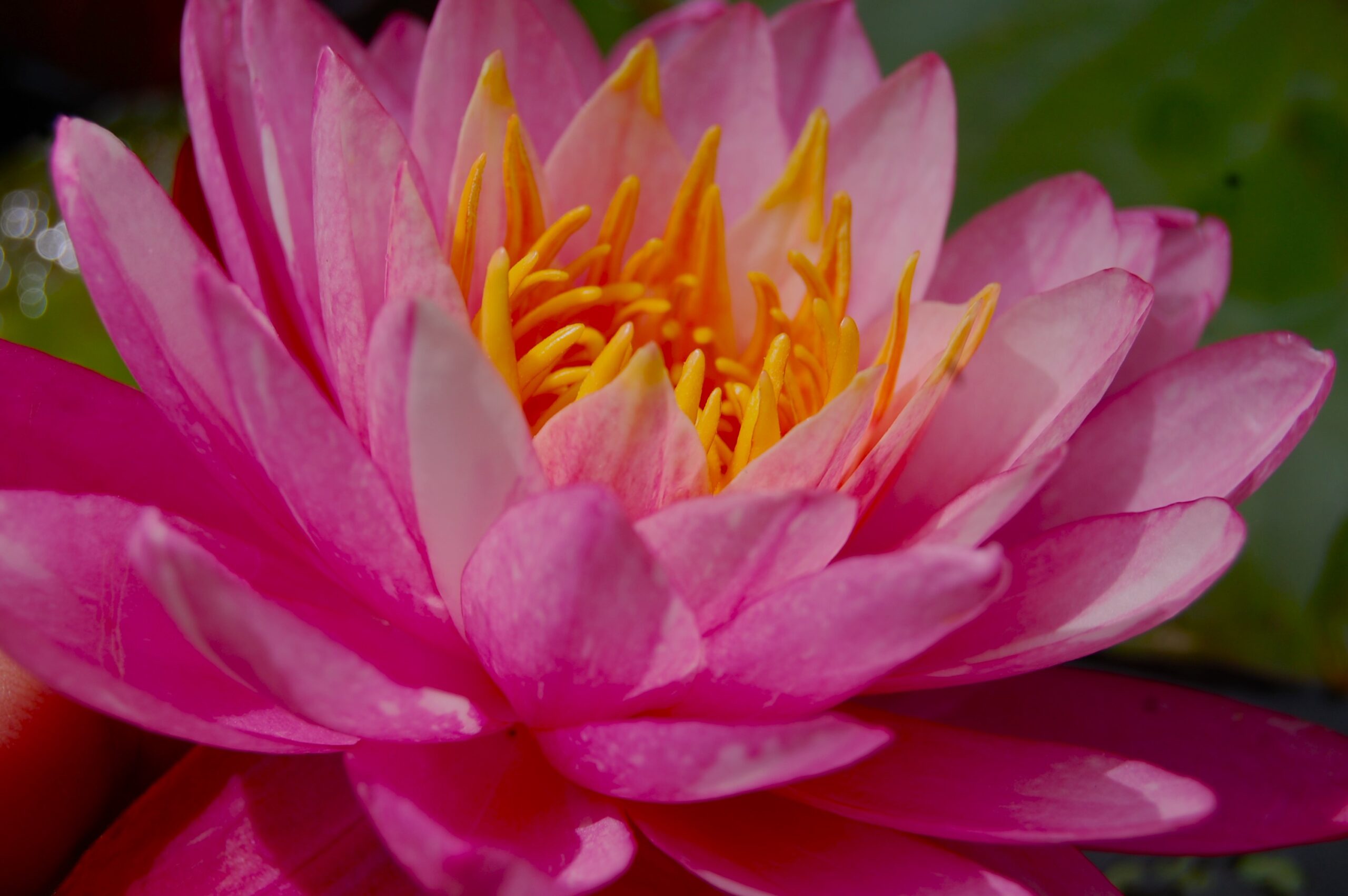 acheter nymphaea Marie Pierre for sale buy on line (3)