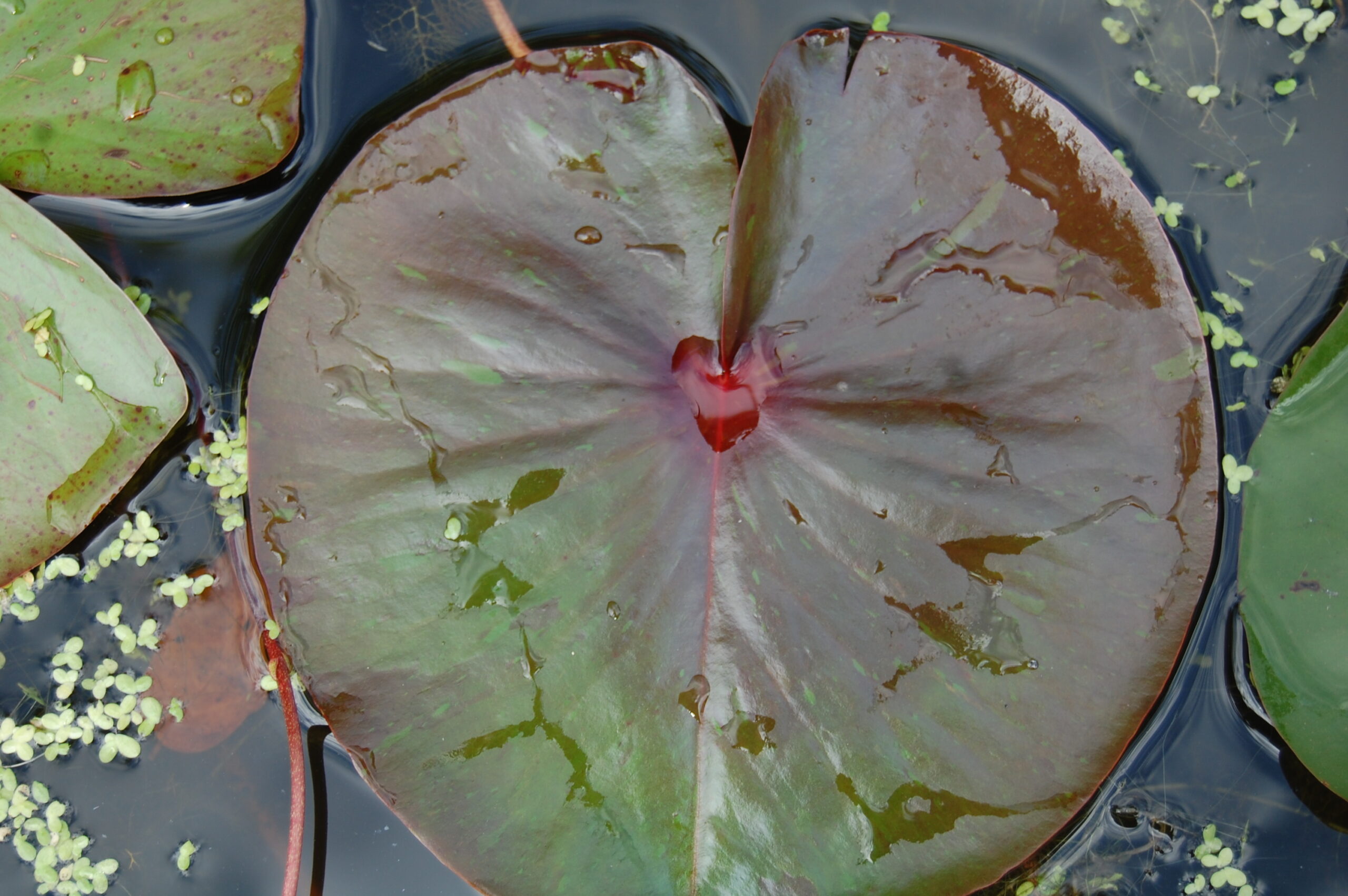 acheter nymphaea Marie Pierre for sale buy on line (42)